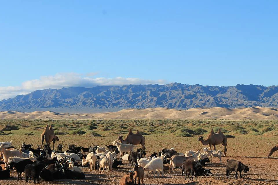 yoga-en-mongolie.jpg