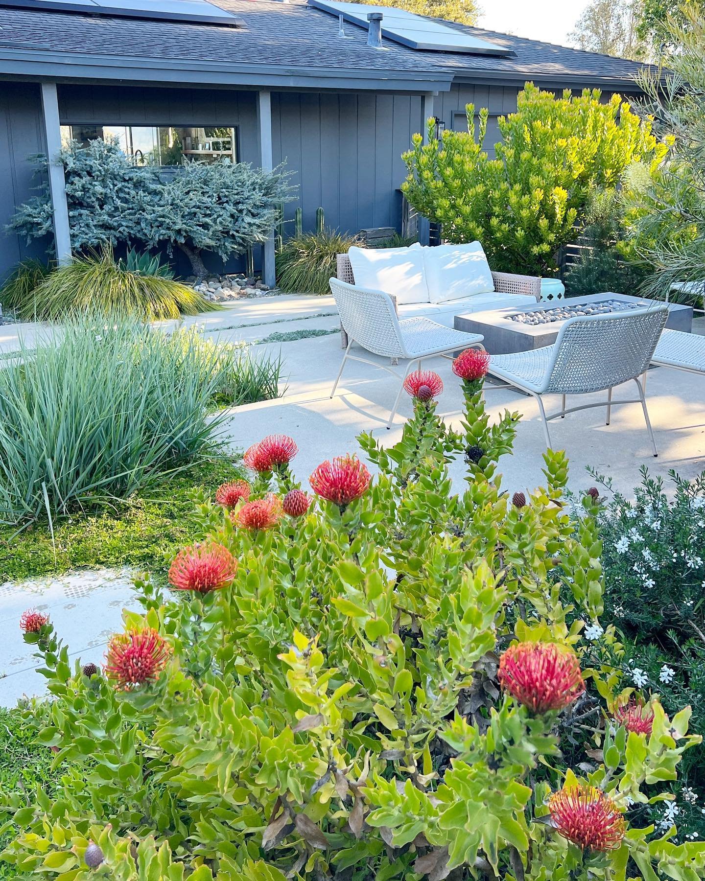 One day I&rsquo;ll get tired of sharing this front yard, but for now, enjoy the debut of Spring in Los Osos! 
.
.
.
#ncdesigns #landscapearchitecture #thisislandscapearchitecture #landscapedesign #dwellondesign #sunsetmag #sunsetmagazine #sunsetmagic