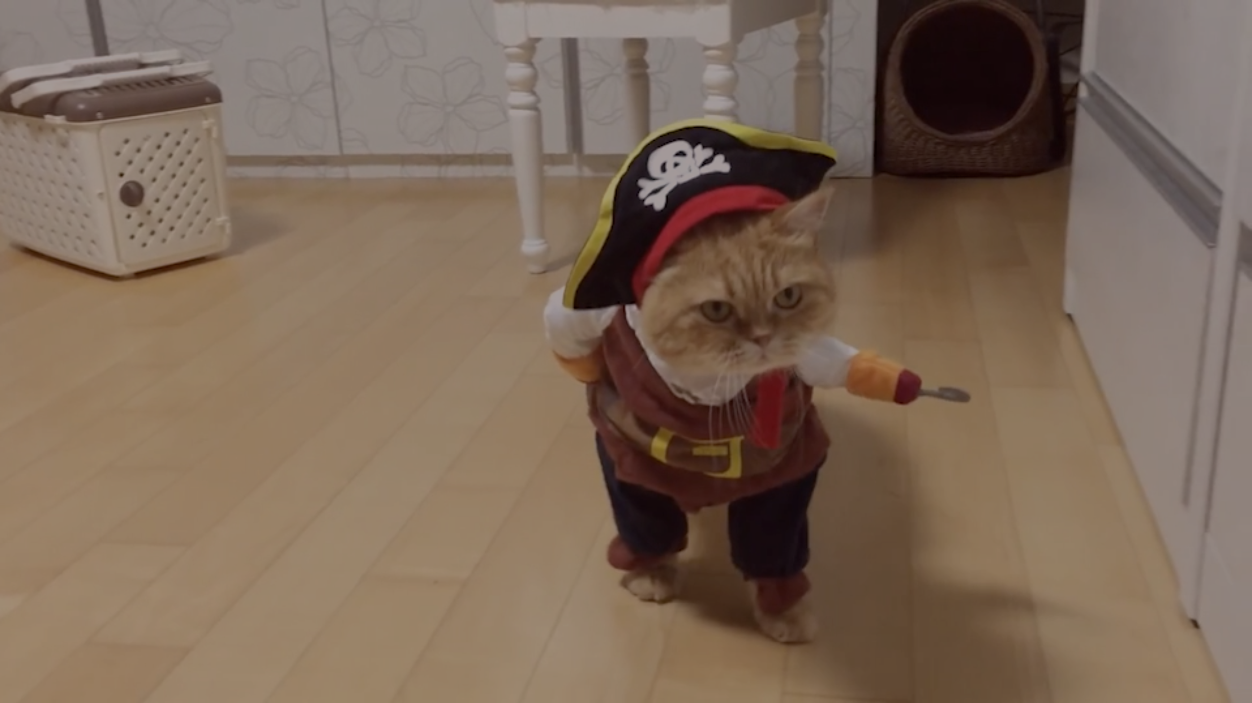 pirate cat.png