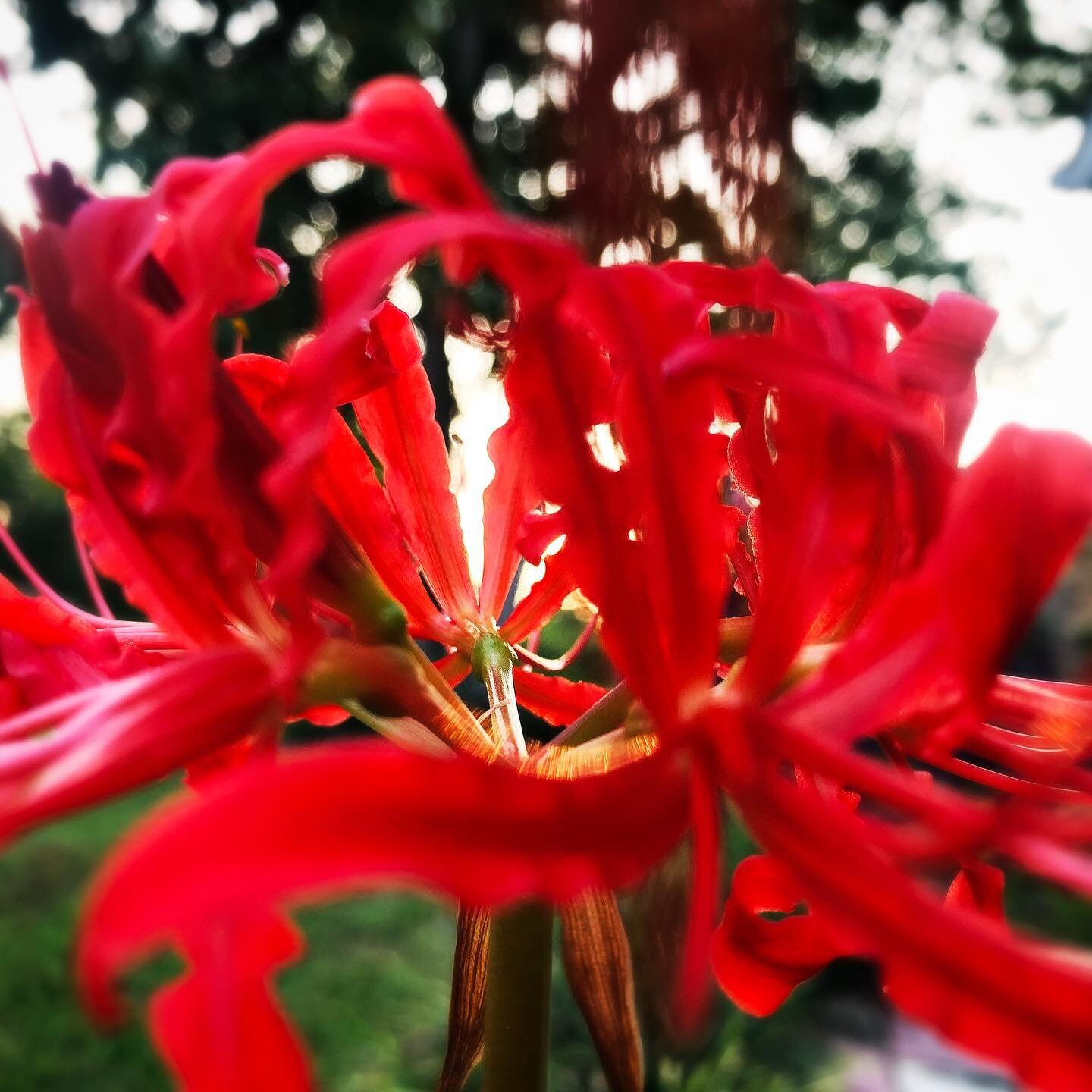 Lycoris radiata ❤️☀️