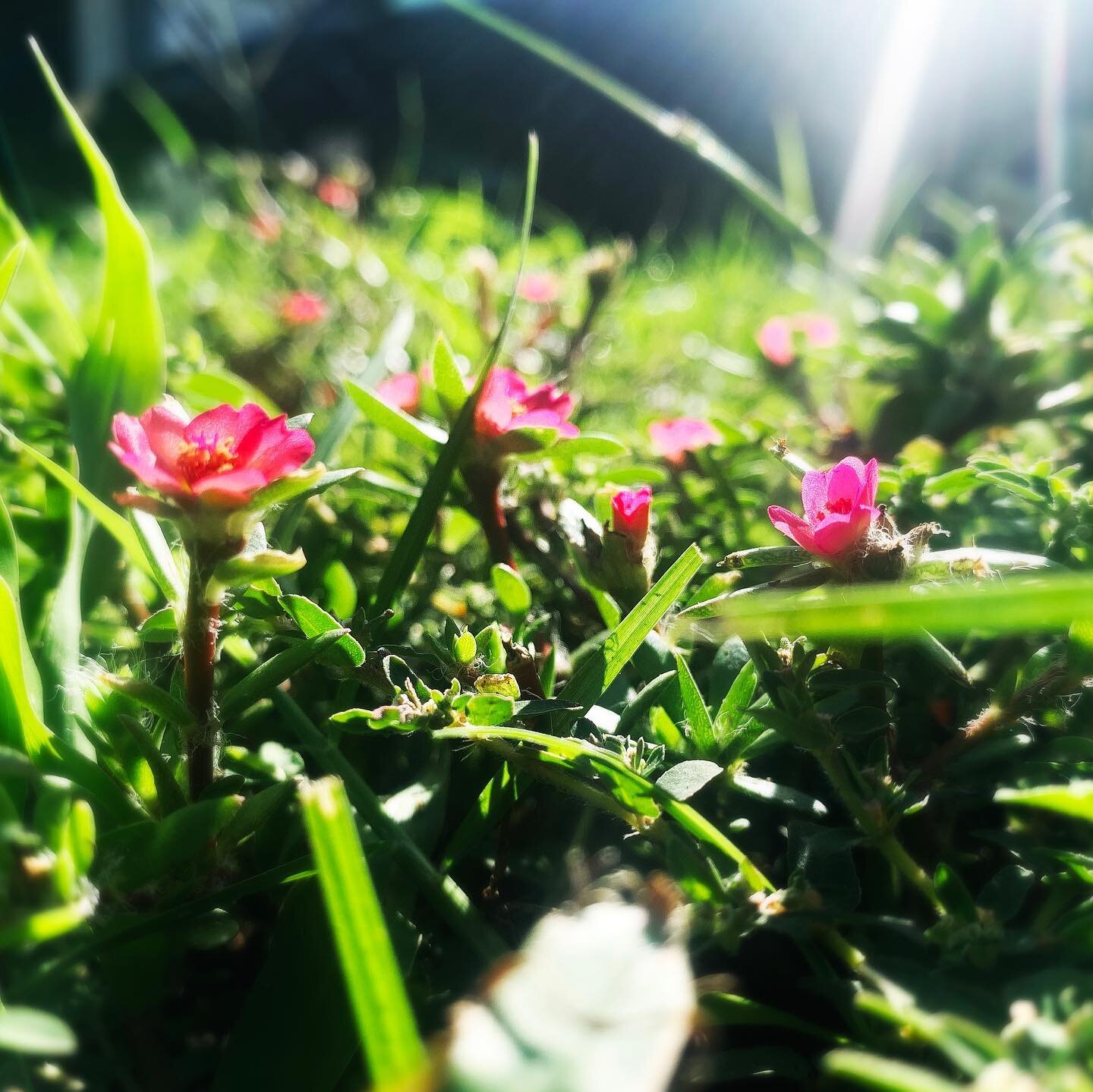 backlit:  yard / flowers 🌸☀️