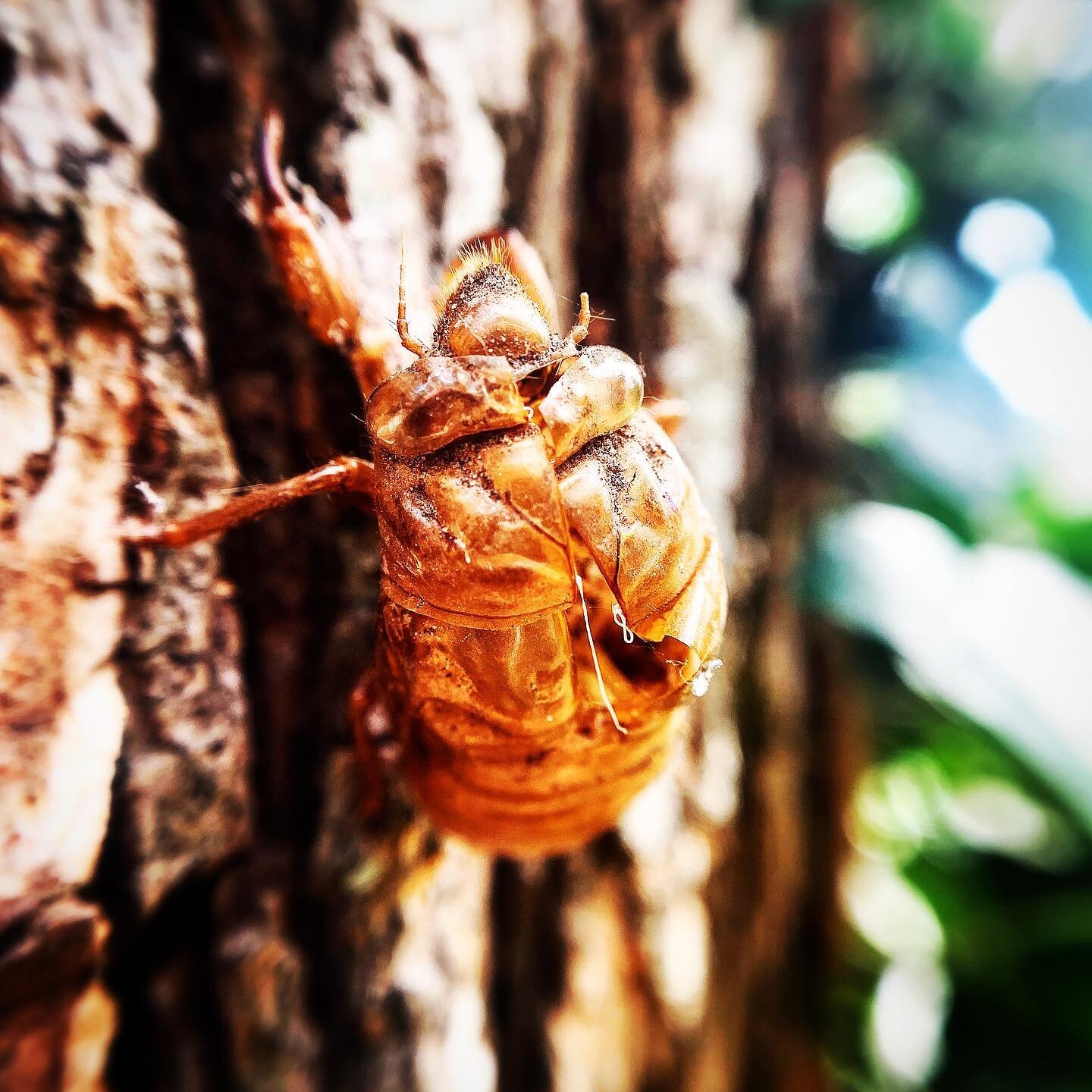 cicada season
.
.
.

Sooo...
.
Have y&rsquo;all ever watched a freshly-hatched-locust actually *FLY* for the first time? 
.
Whether it&rsquo;s been living &amp; crawling underground for 2-years, 7-years, or 17-years&mdash;inching onwards &amp; upward