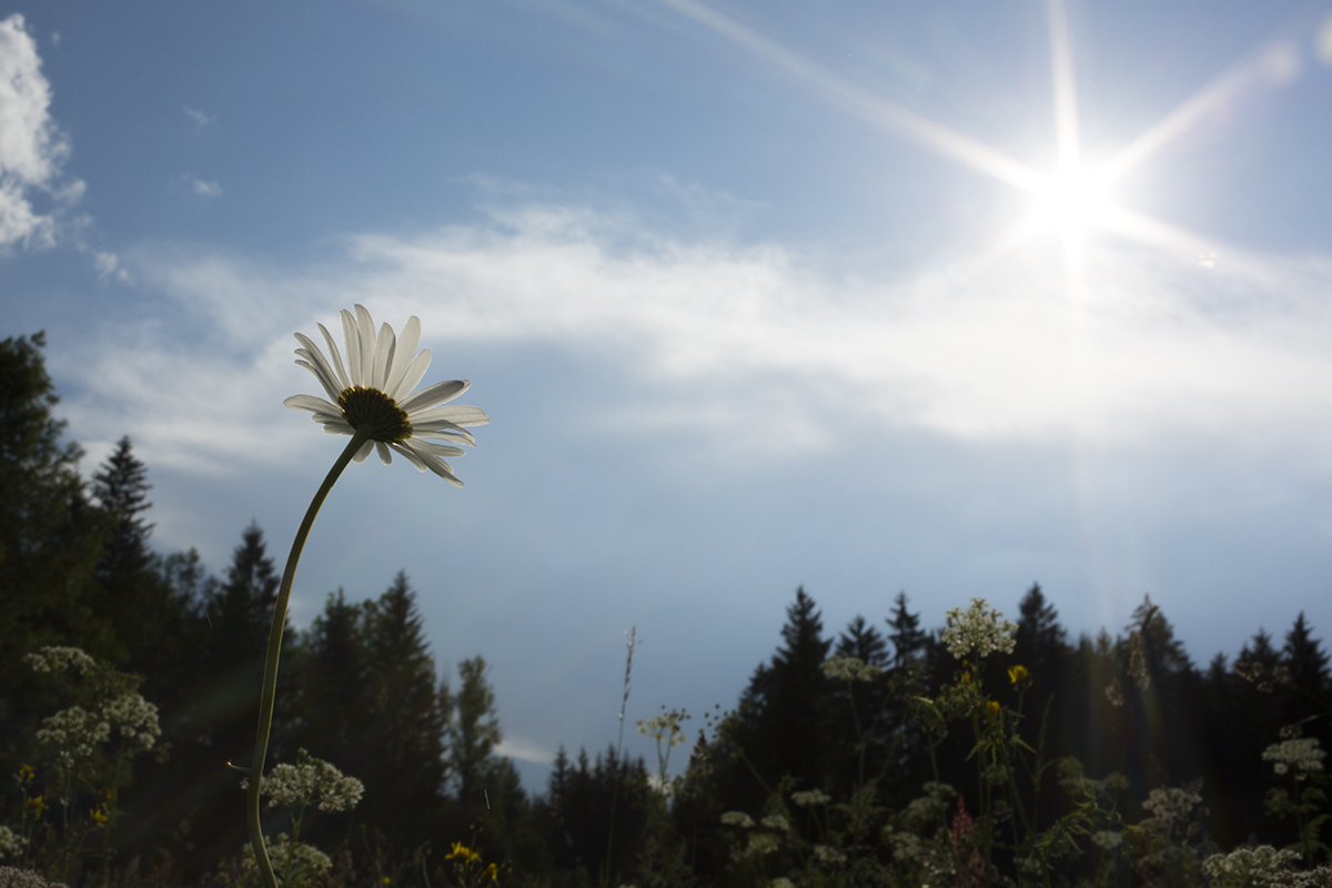 Natur 003.jpg
