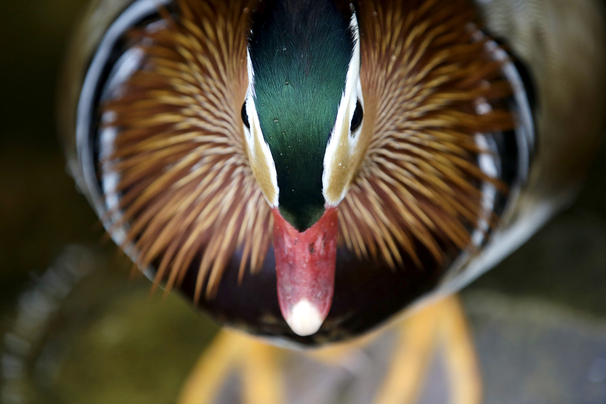 Natur 011.jpg