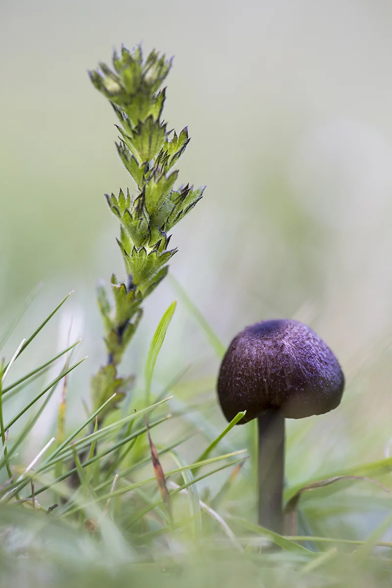 Natur 019.jpg