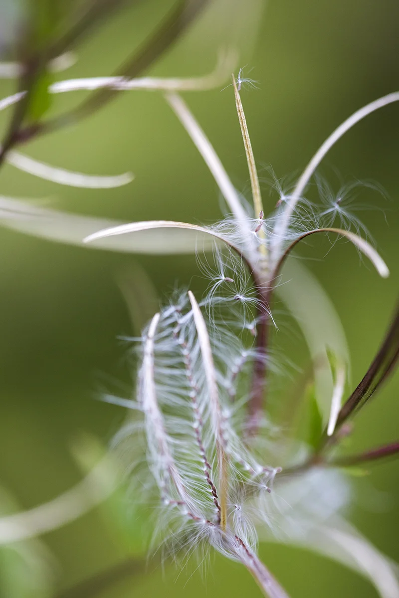 Natur 020.jpg