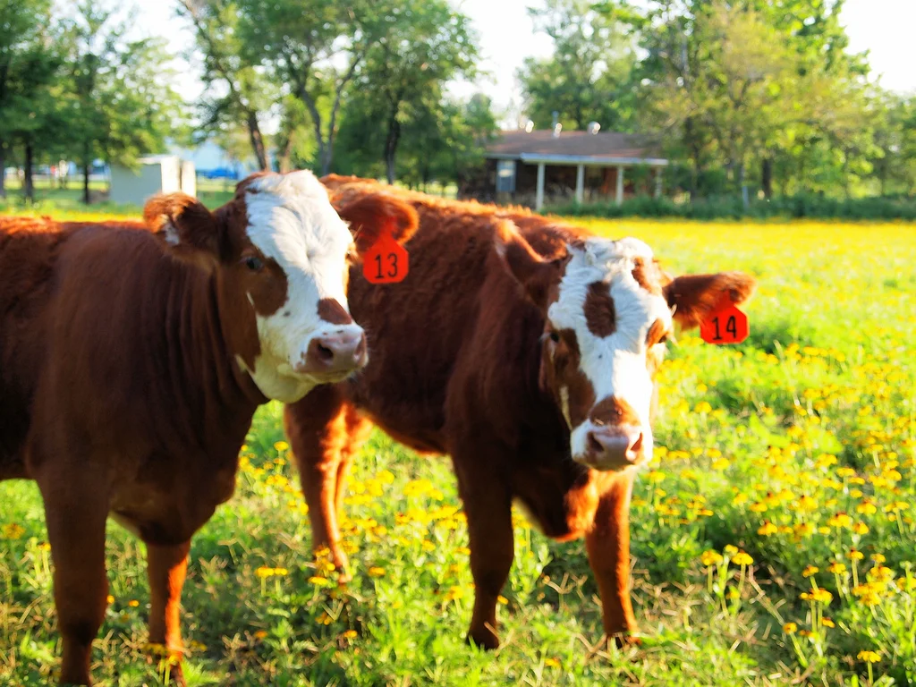 RANDOM FLIGHTS OF FANCY