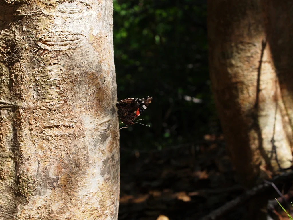 WHAT'S MY NEXT BLOG ENTRY