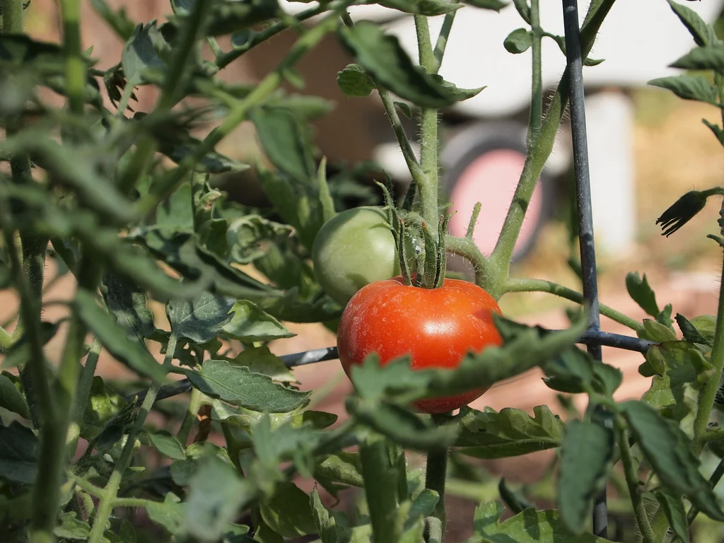 HANG ON LITTLE TOMATO