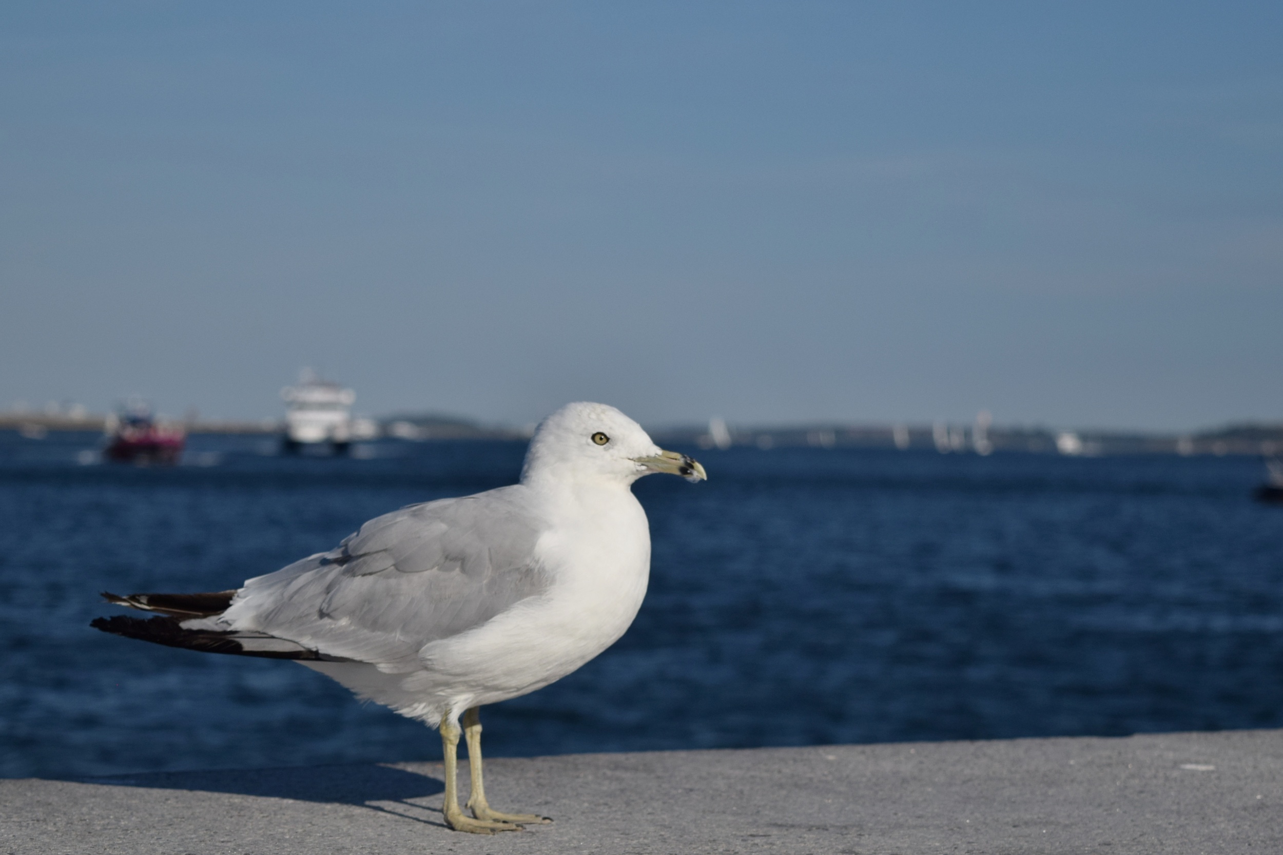 seagull_28856021785_o.jpg