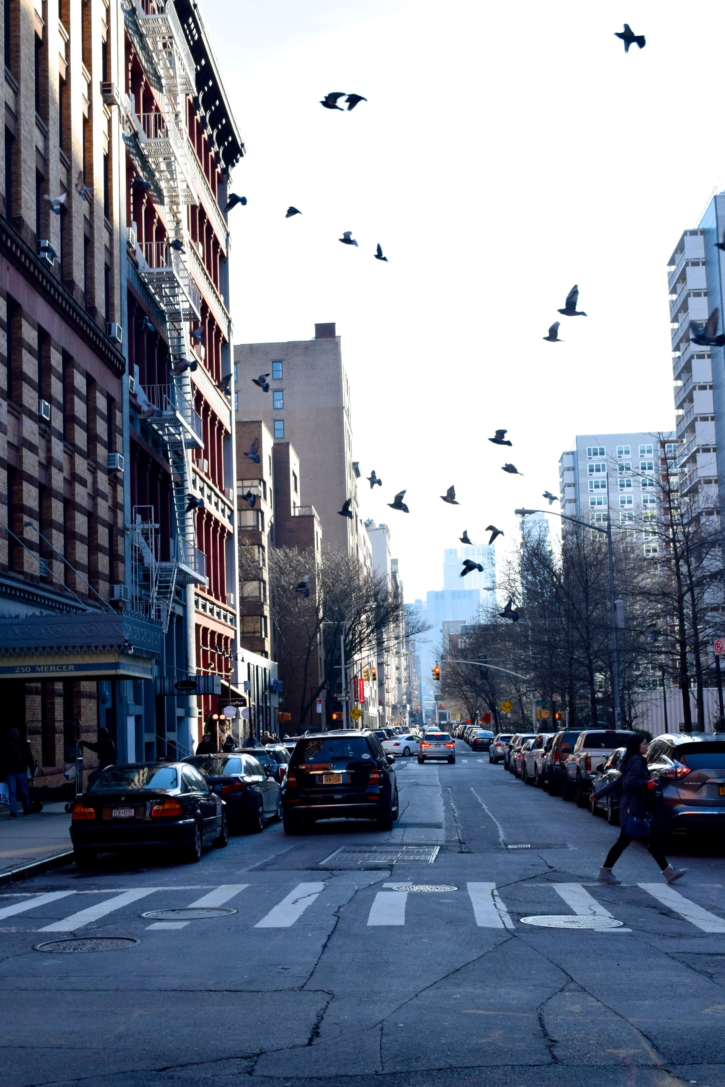 City birds