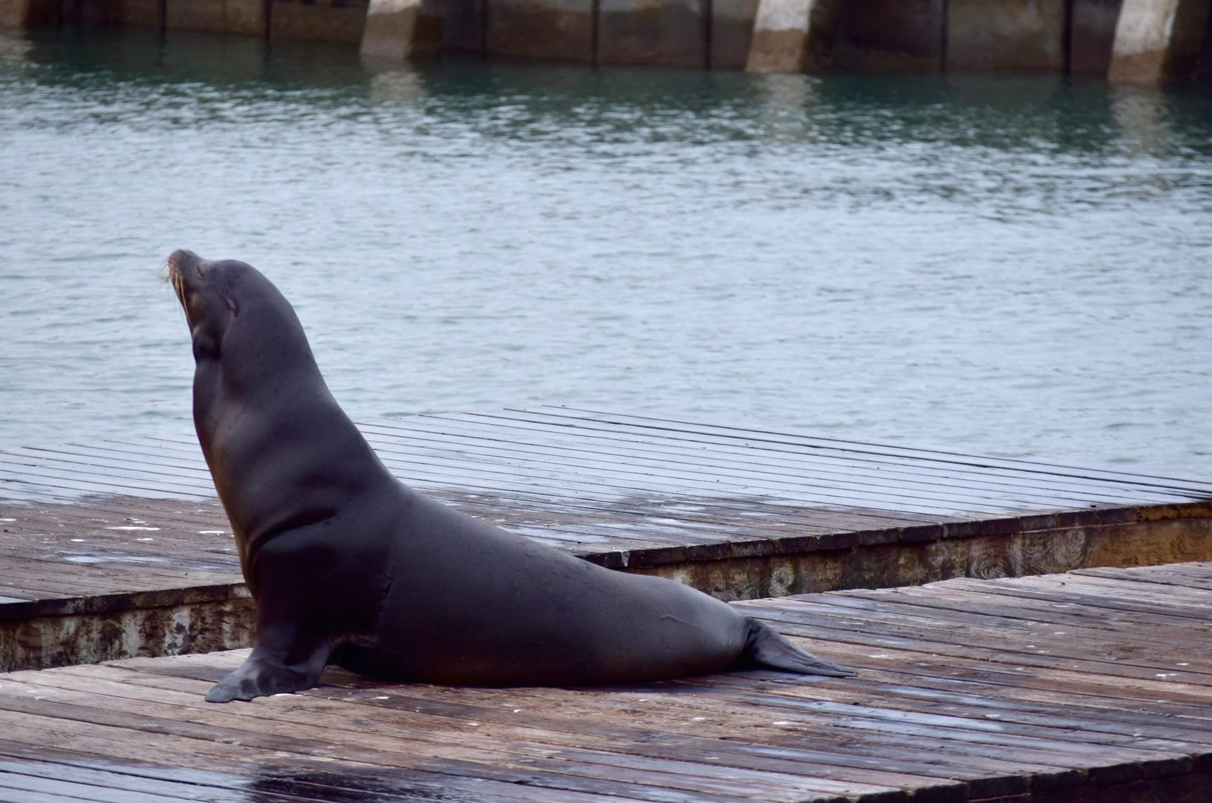 Sealion