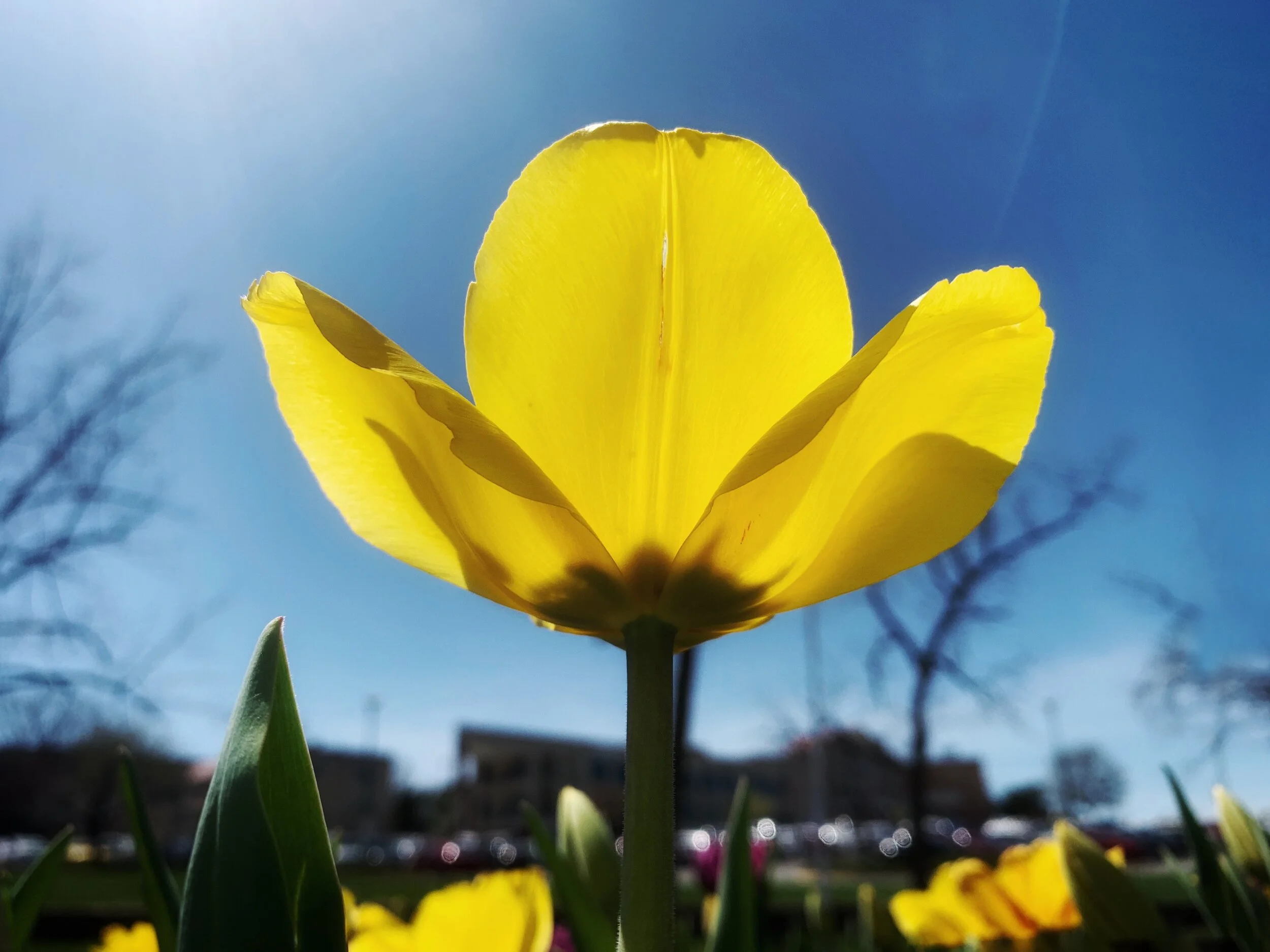 Tulip_Yellow.jpg