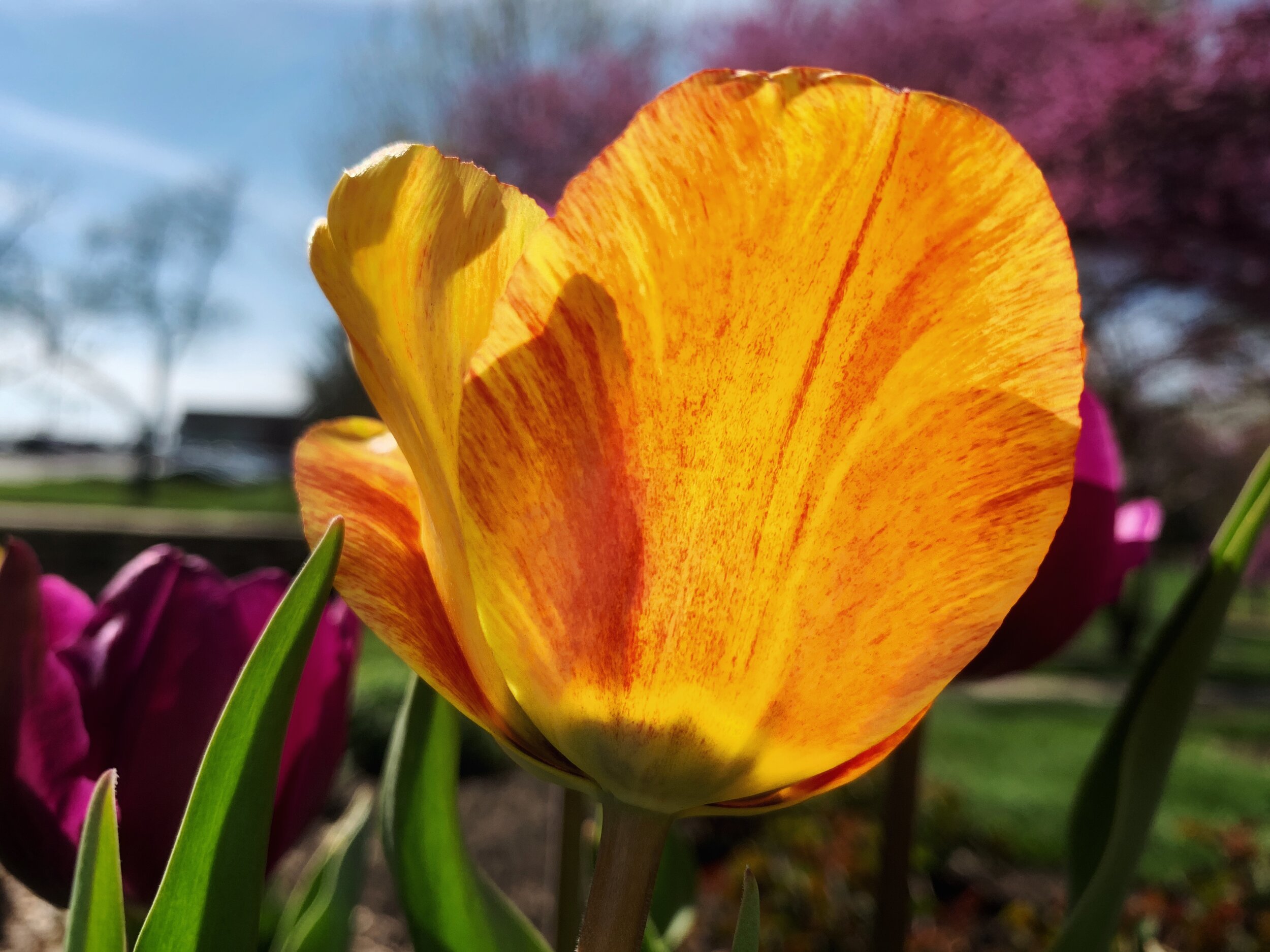 Tulip_Orange.jpg