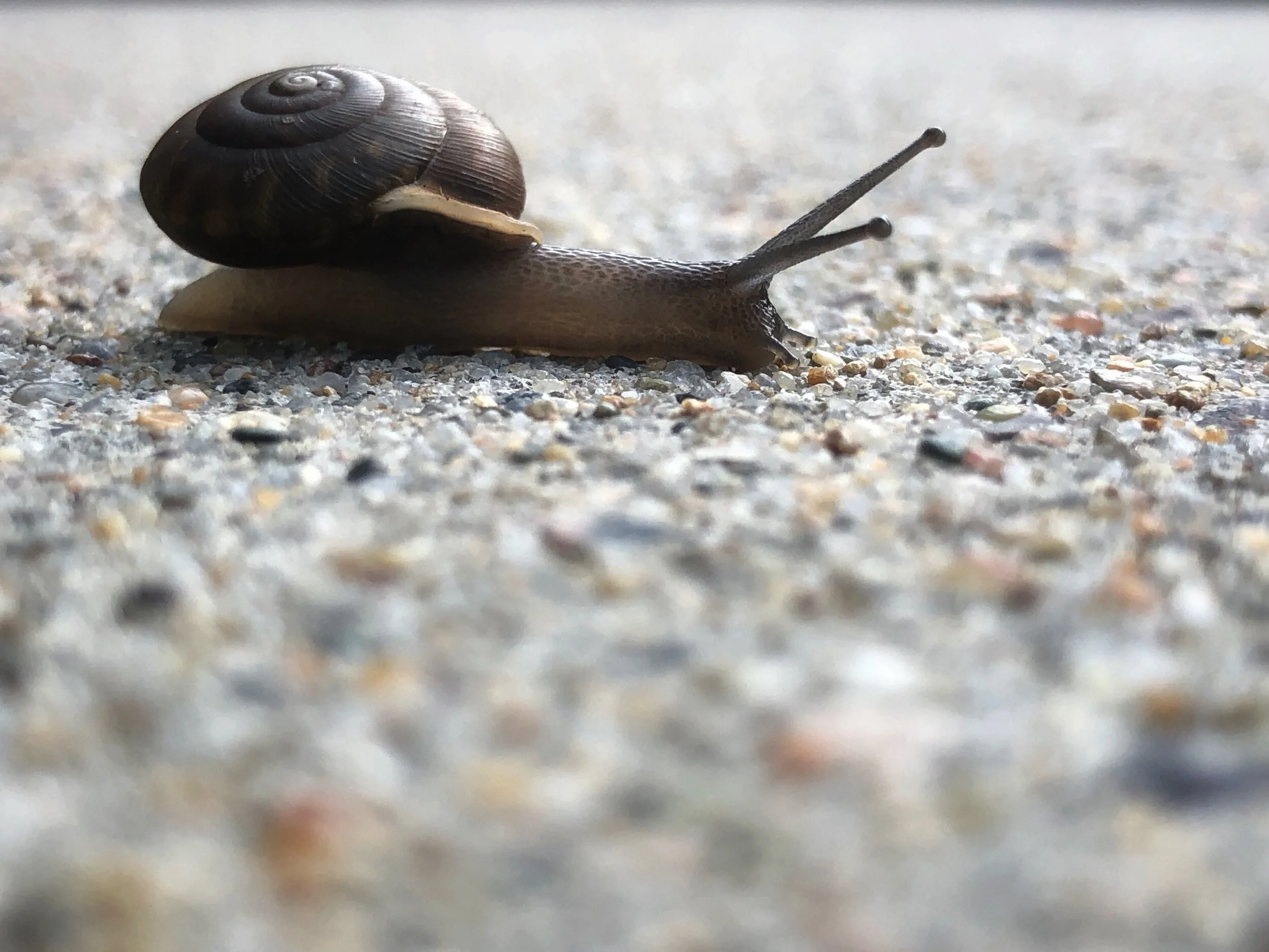 Snail.jpg