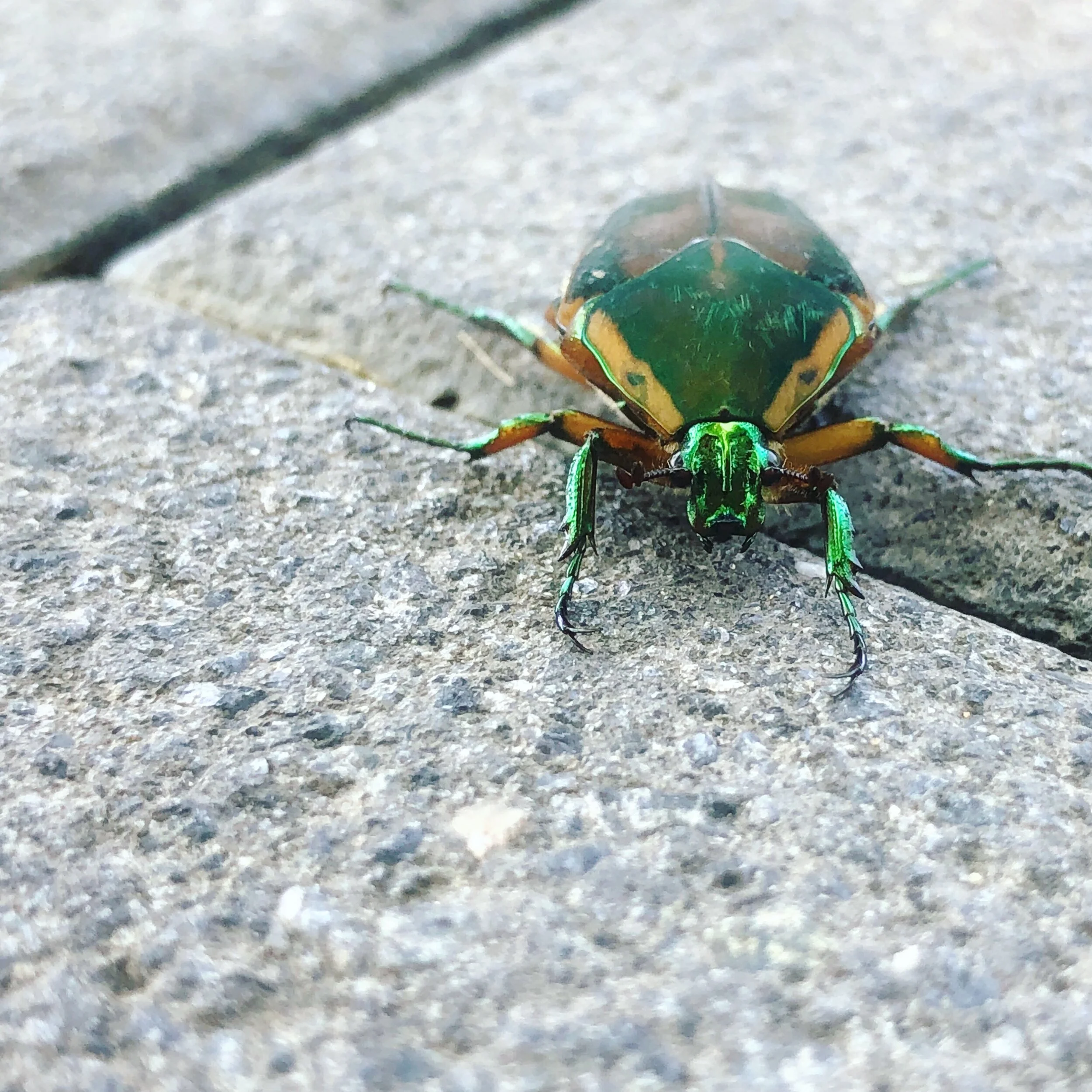 Green_beetle.jpg