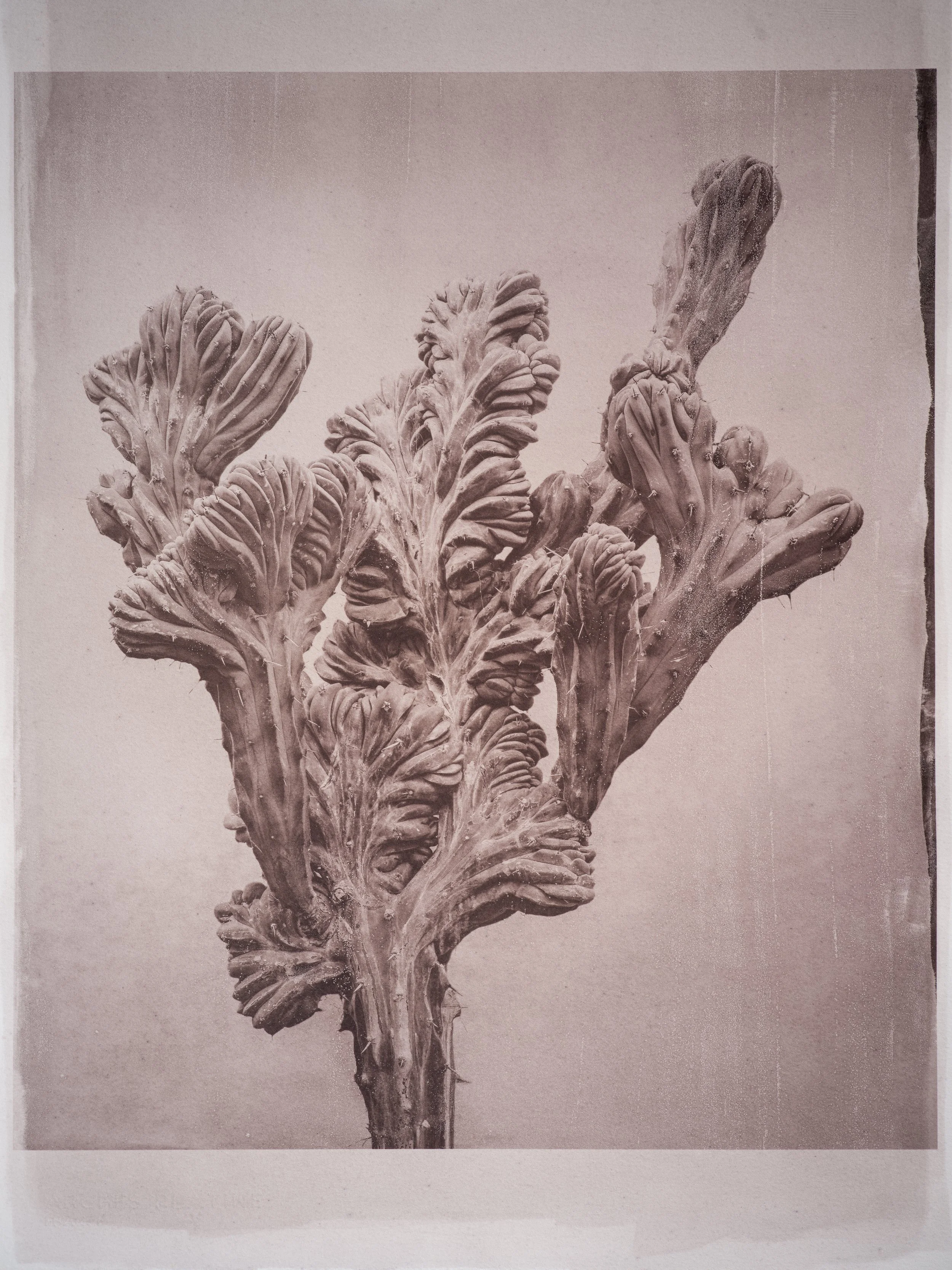 Jan C Schlegel  -  shop-2.jpeg