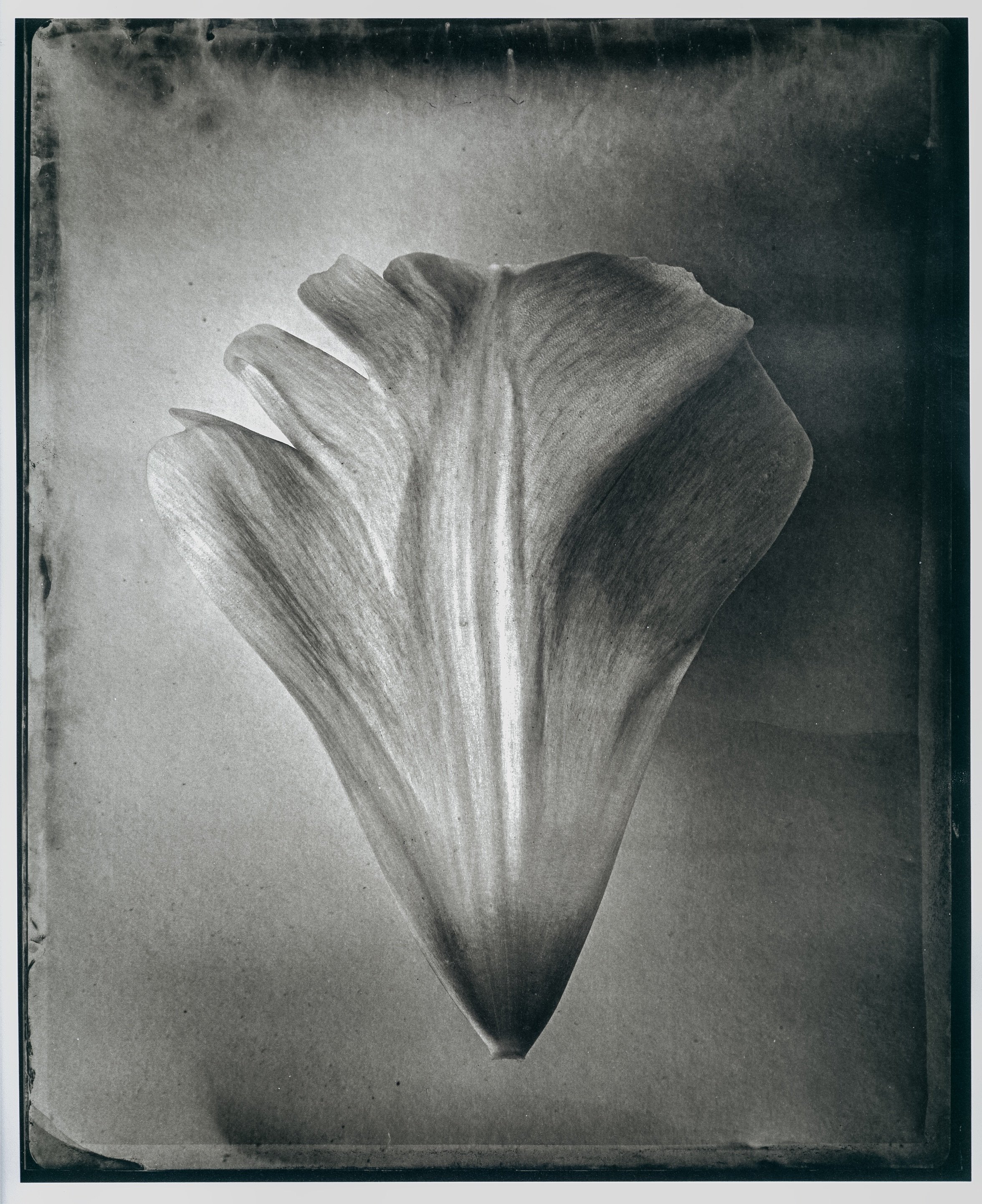 tulip3.jpeg