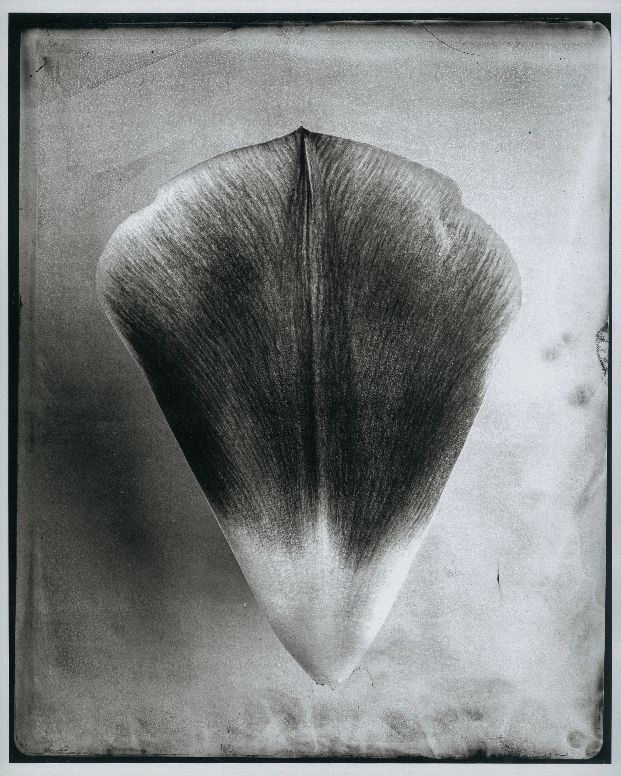 tulip2.jpeg