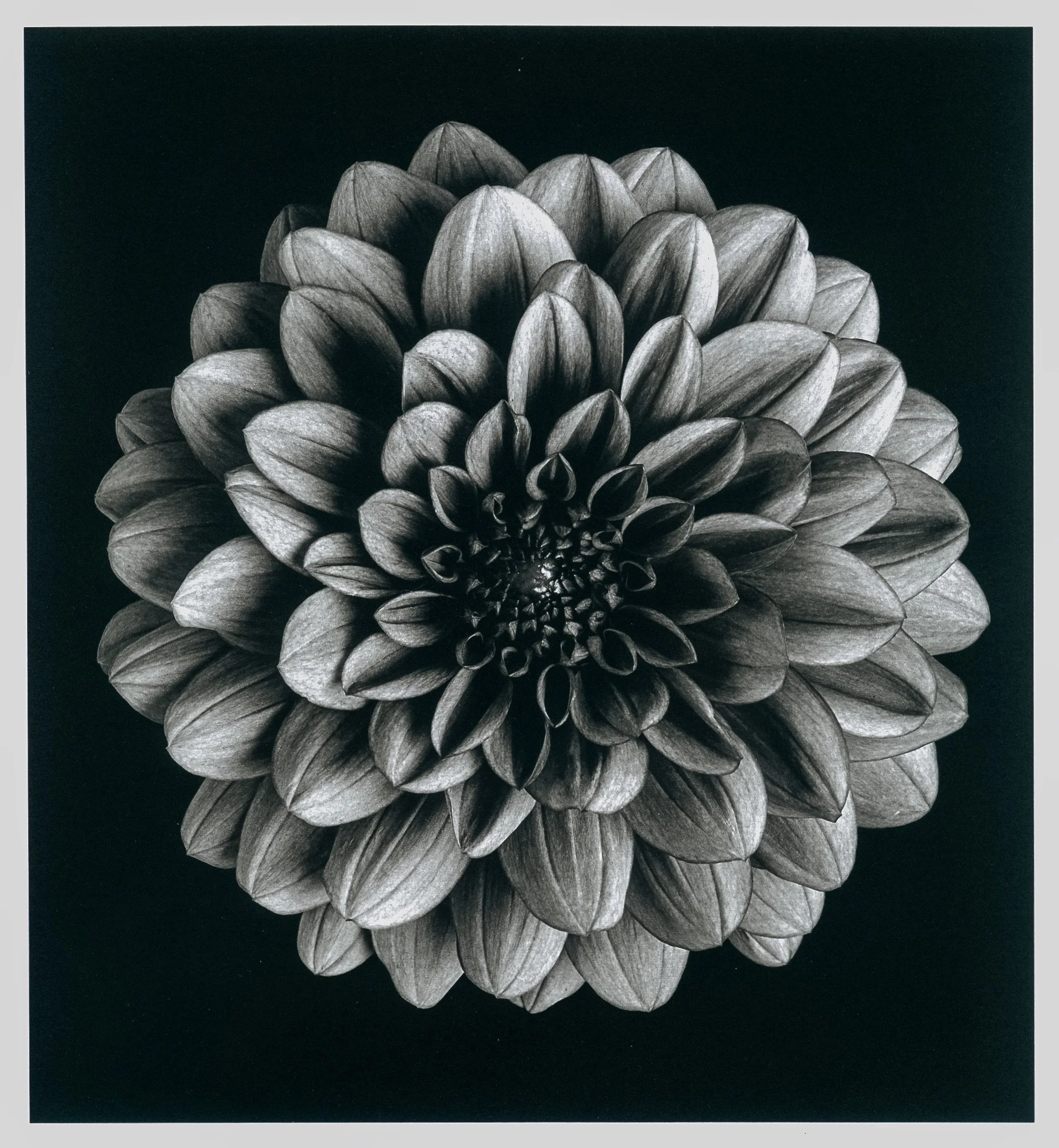 dahlia 1.jpeg