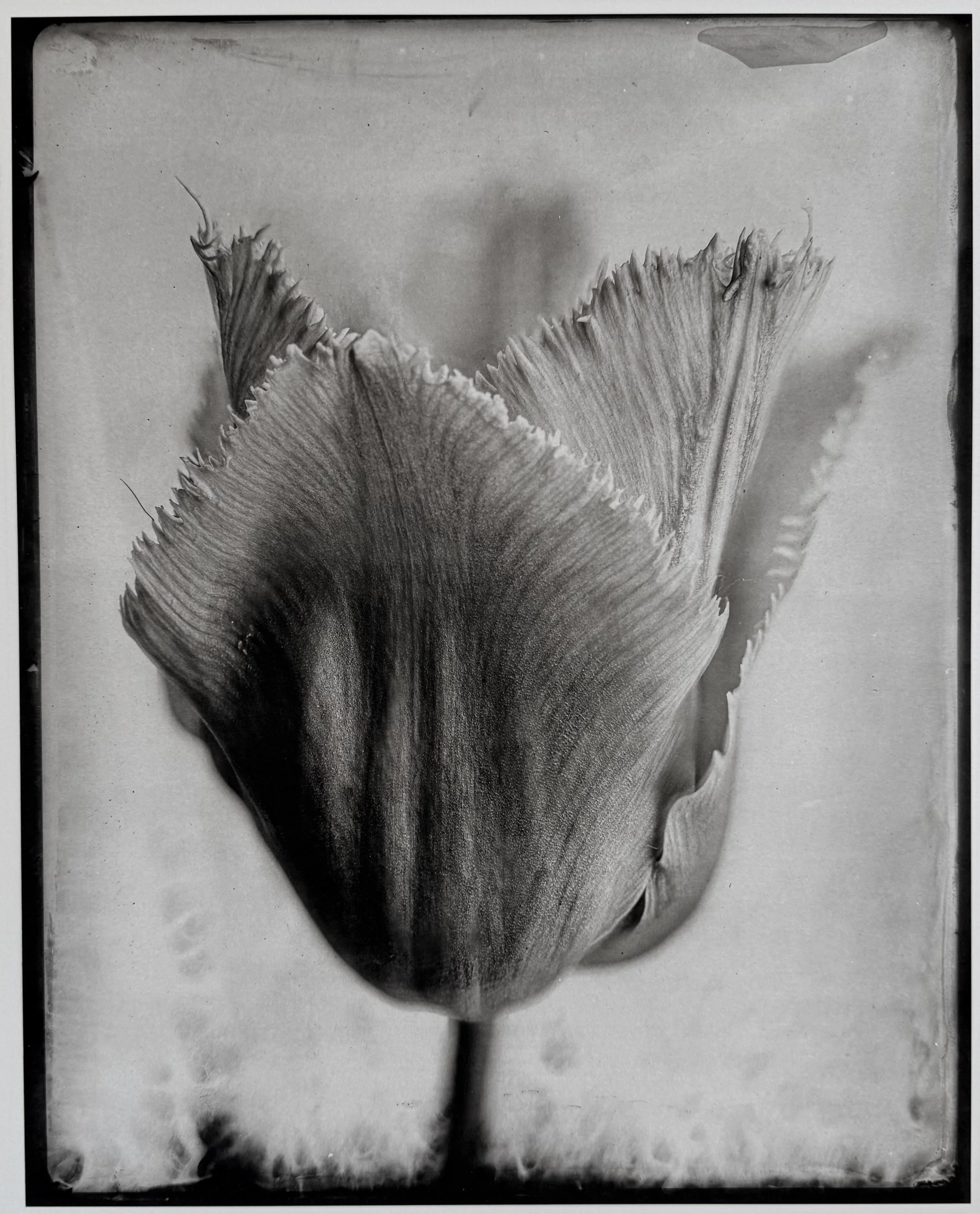 tulip14.jpeg