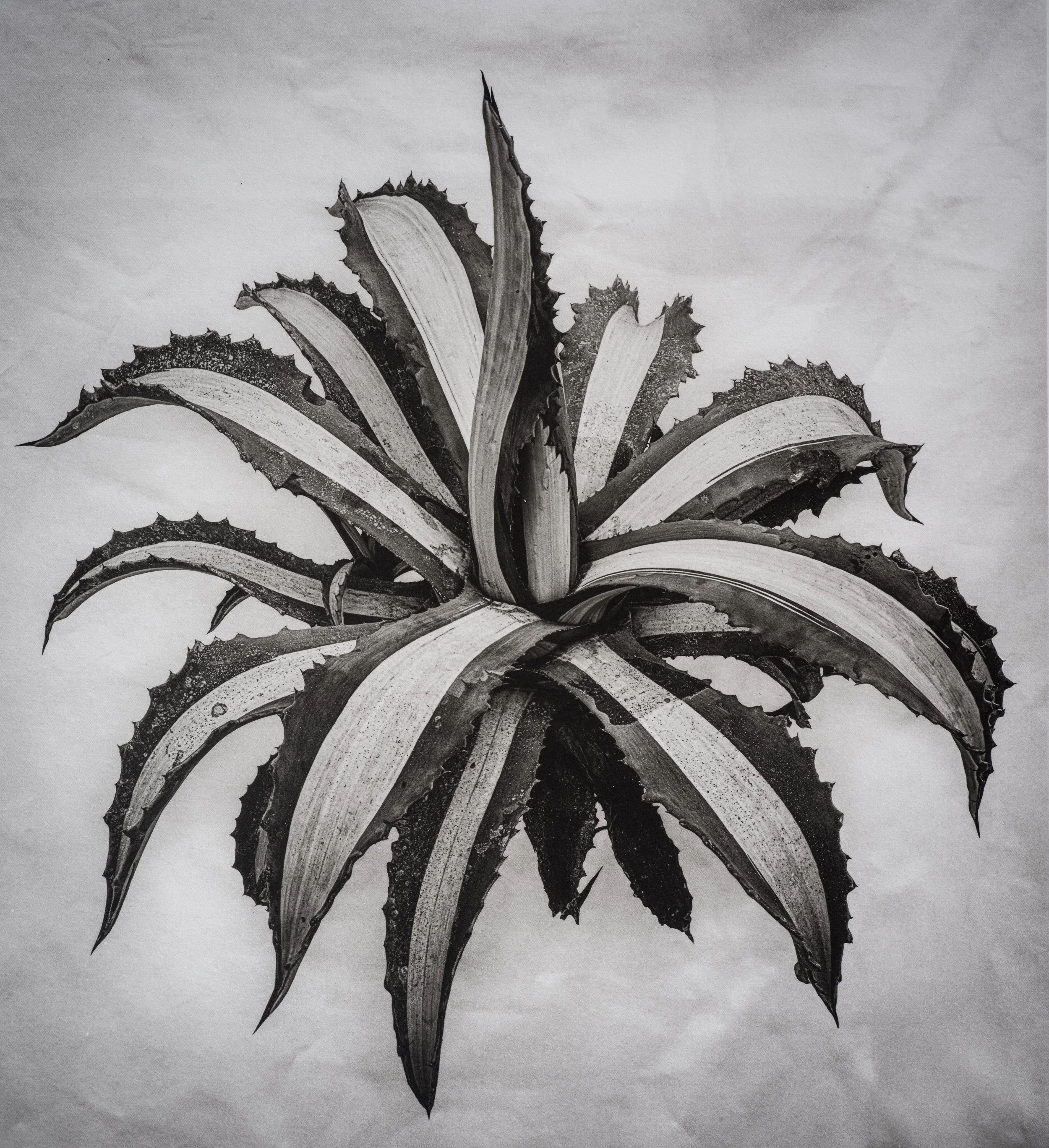 Jan C Schlegel  - Liebkosungen-11.jpg