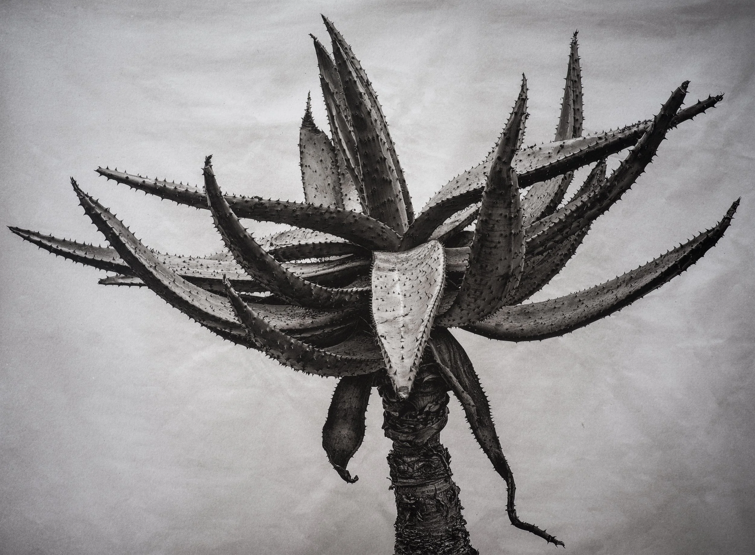 Jan C Schlegel  - Liebkosungen-09.jpg