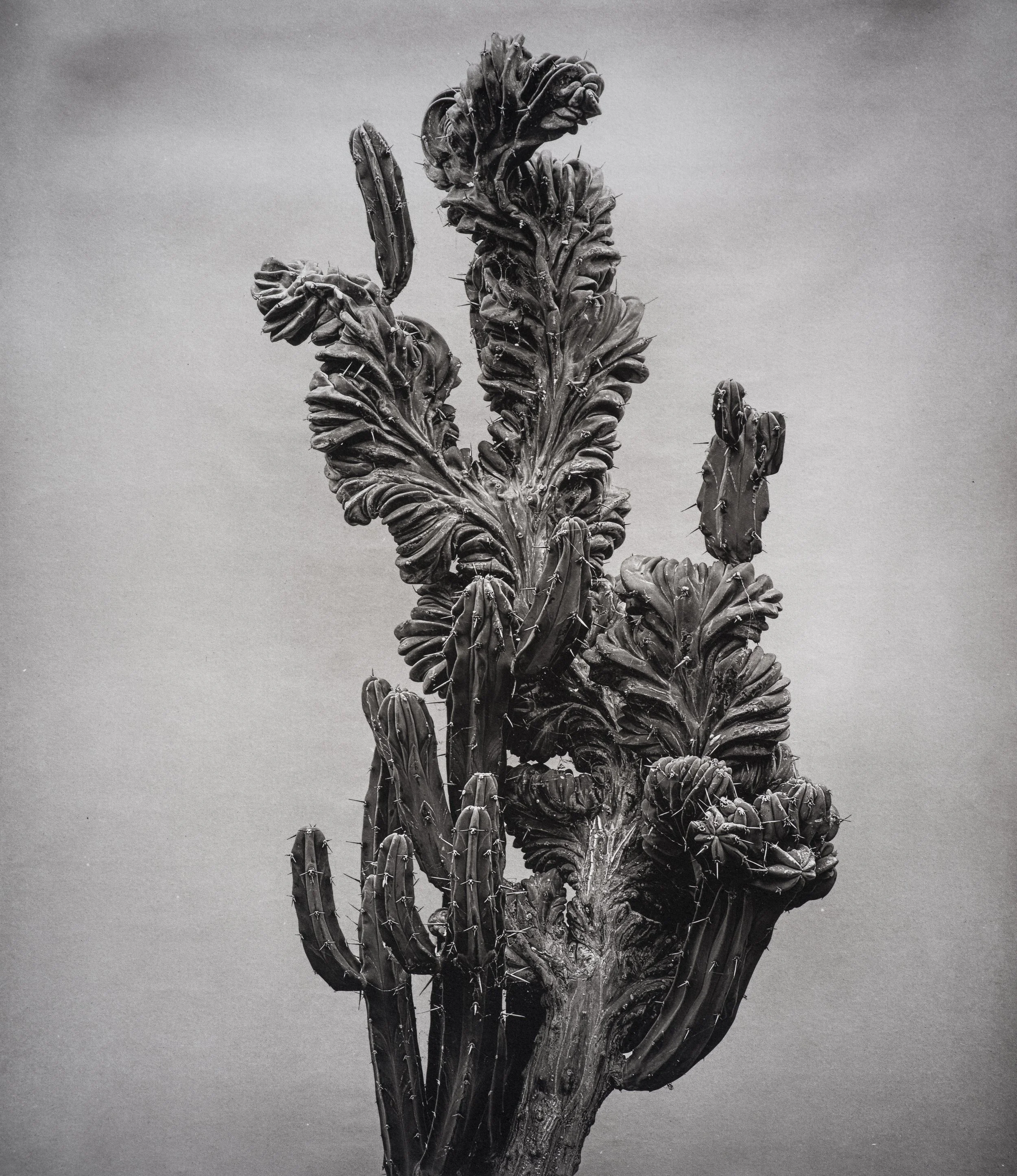 Jan C Schlegel  - Liebkosungen-07.jpg