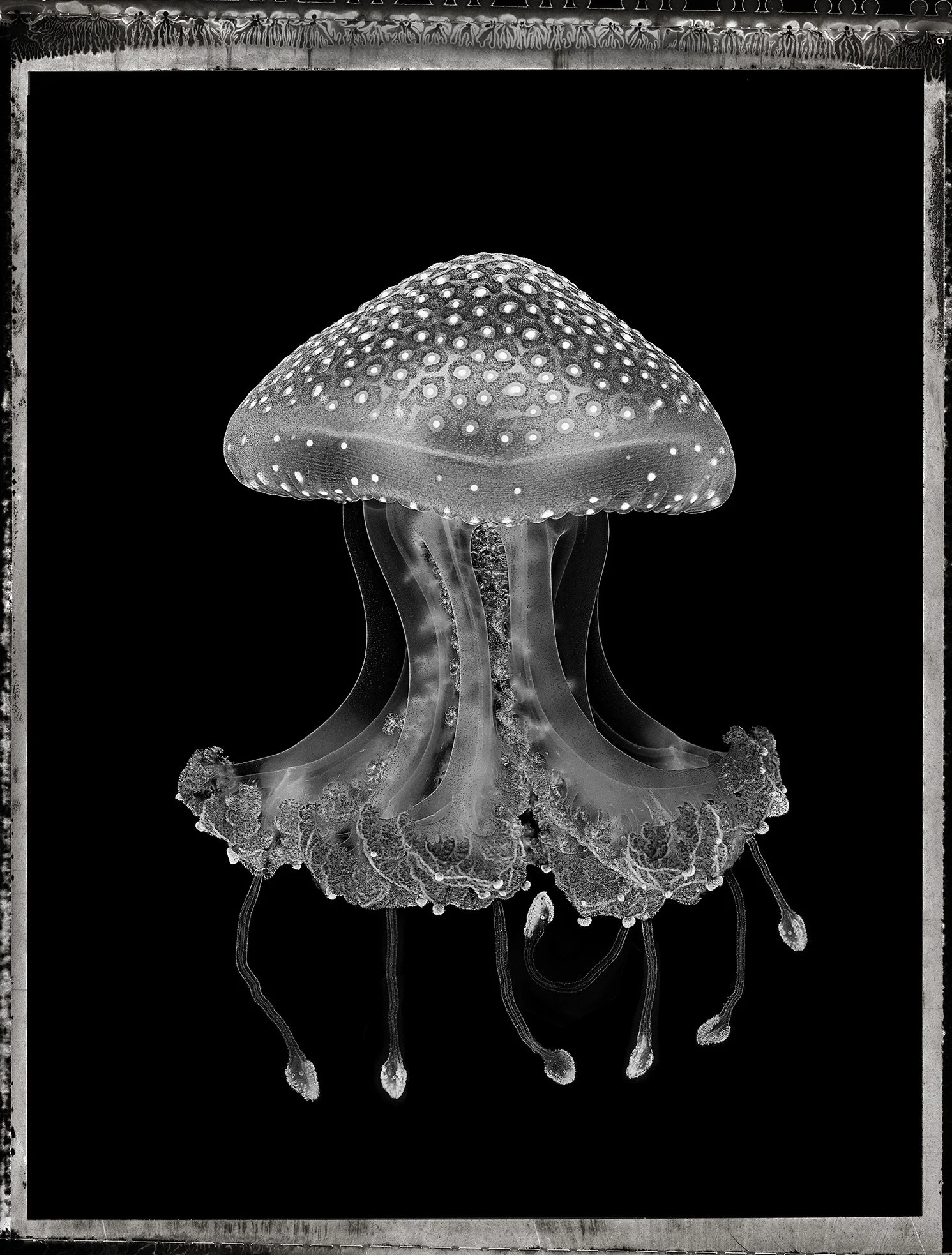 Jan C Schlegel- Medusa Project-24.jpeg