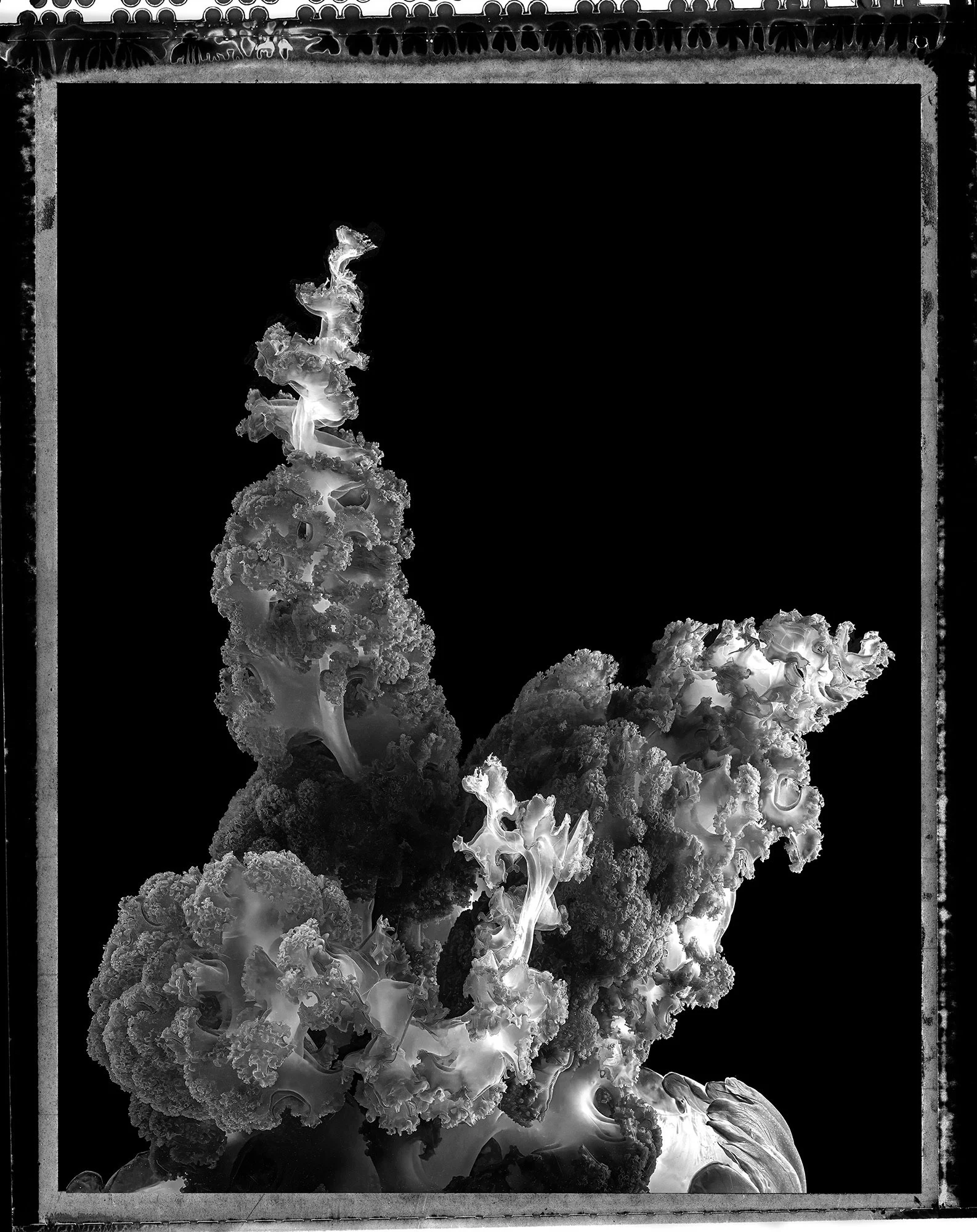 Jan C Schlegel- Medusa Project-25.jpeg