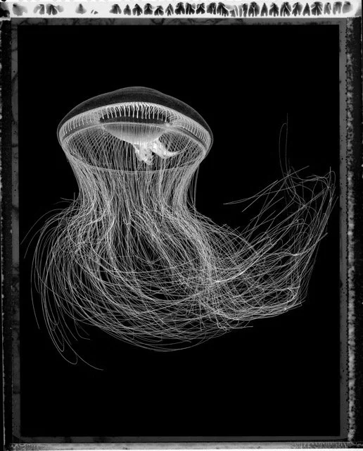 Jan C Schlegel- Medusa Project-26.jpeg