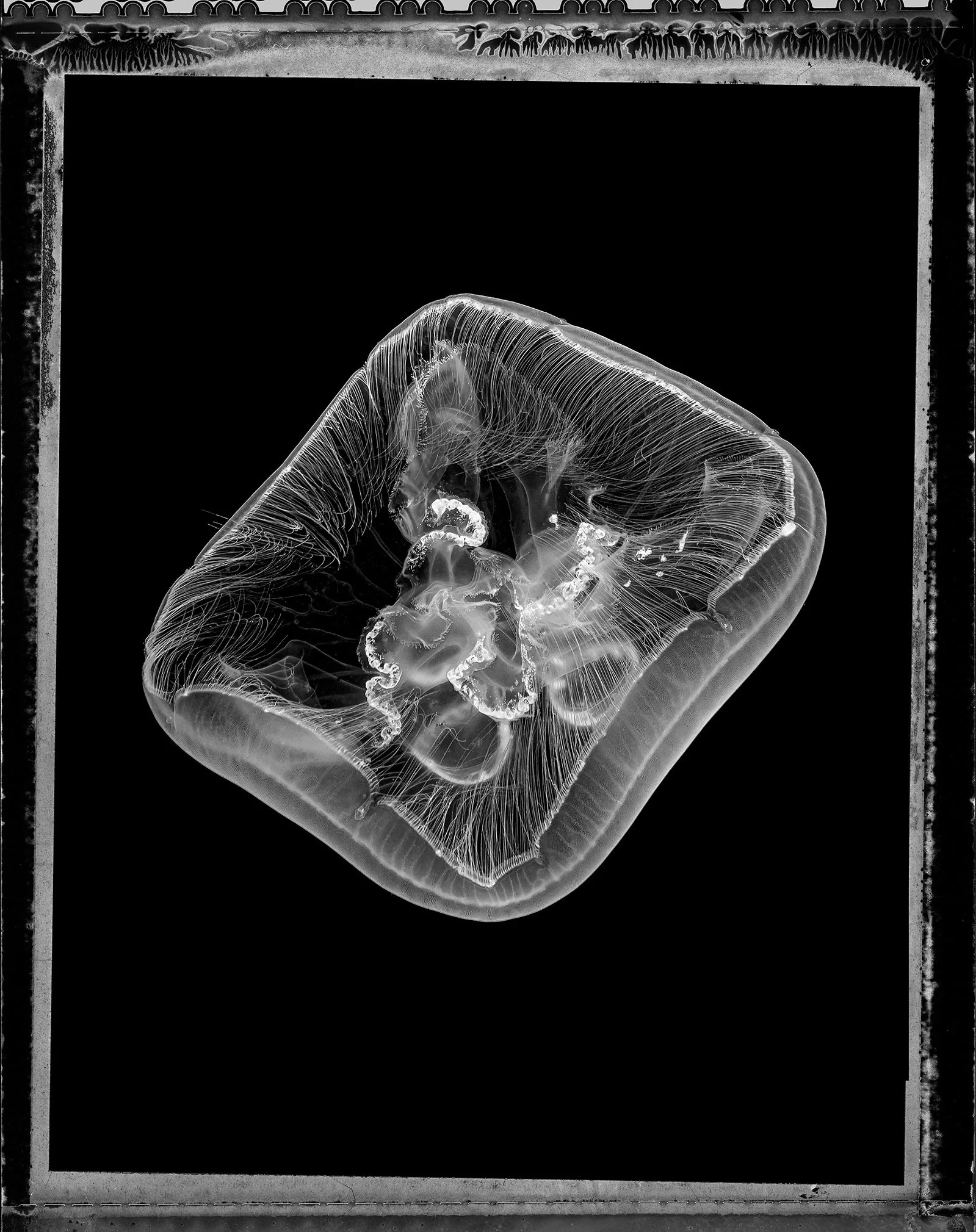 Jan C Schlegel- Medusa Project-27.jpeg