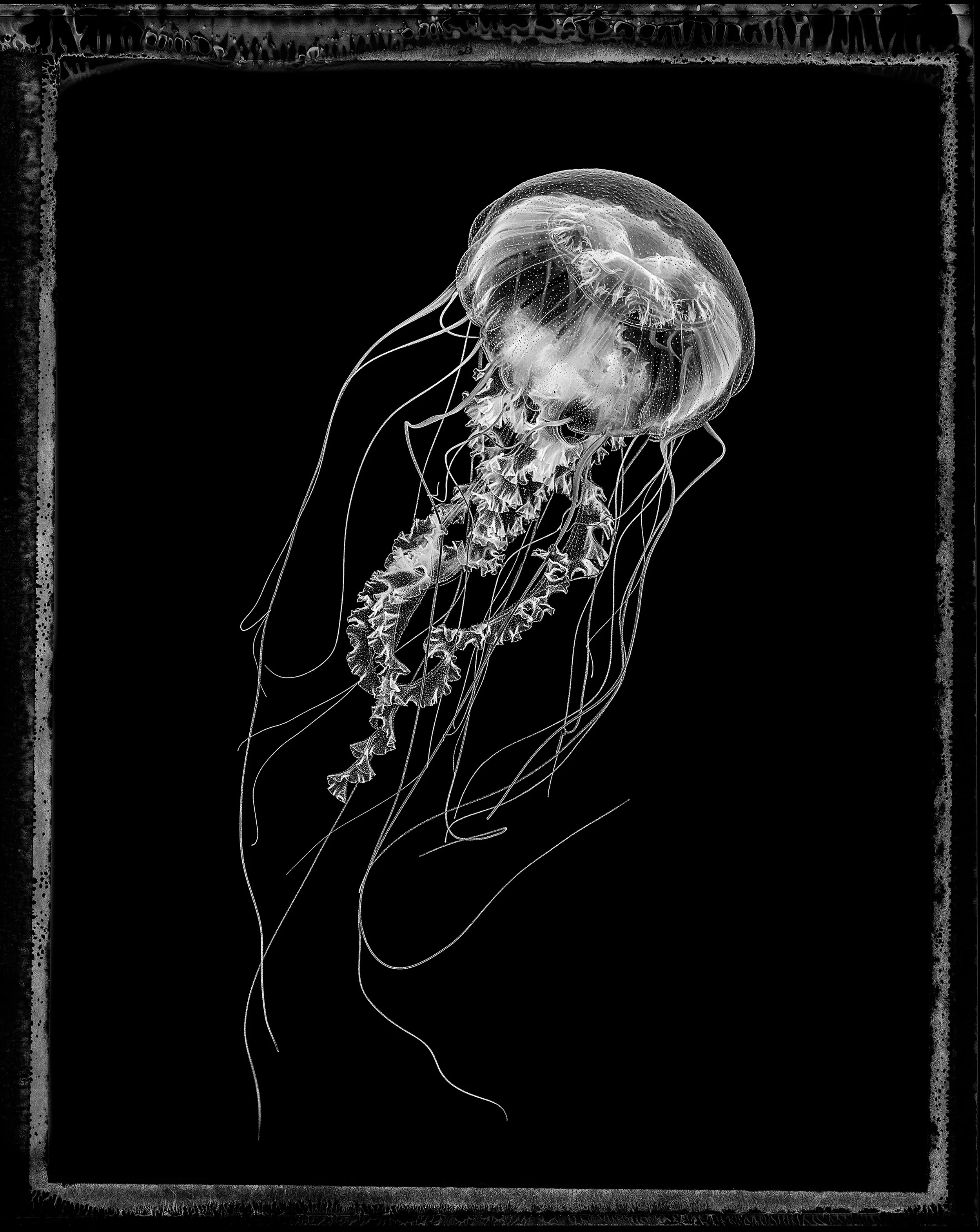 Jan C Schlegel- Medusa Project-02.JPG