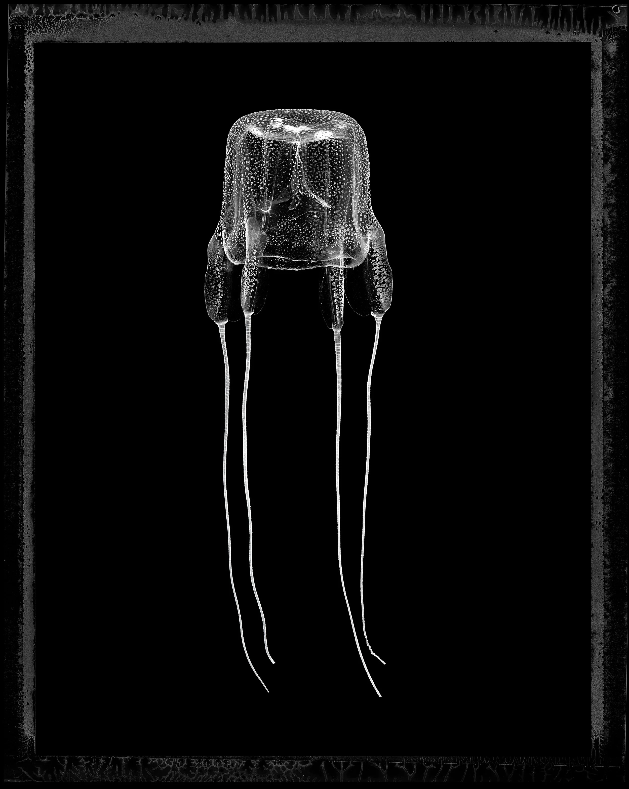 Jan C Schlegel- Medusa Project-04.JPG