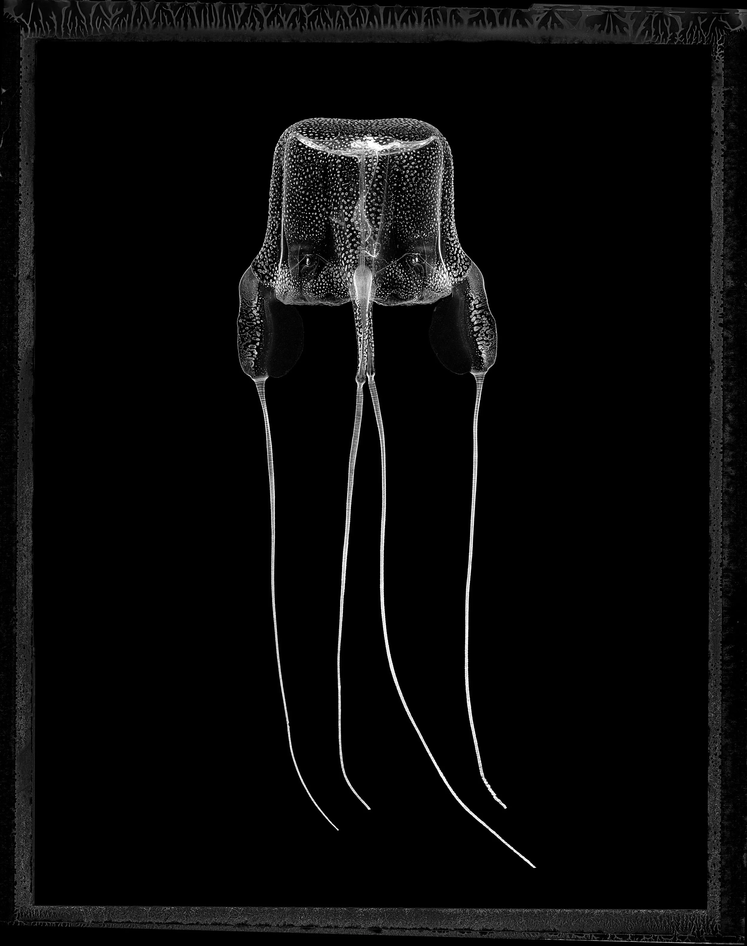 Jan C Schlegel- Medusa Project-05.JPG