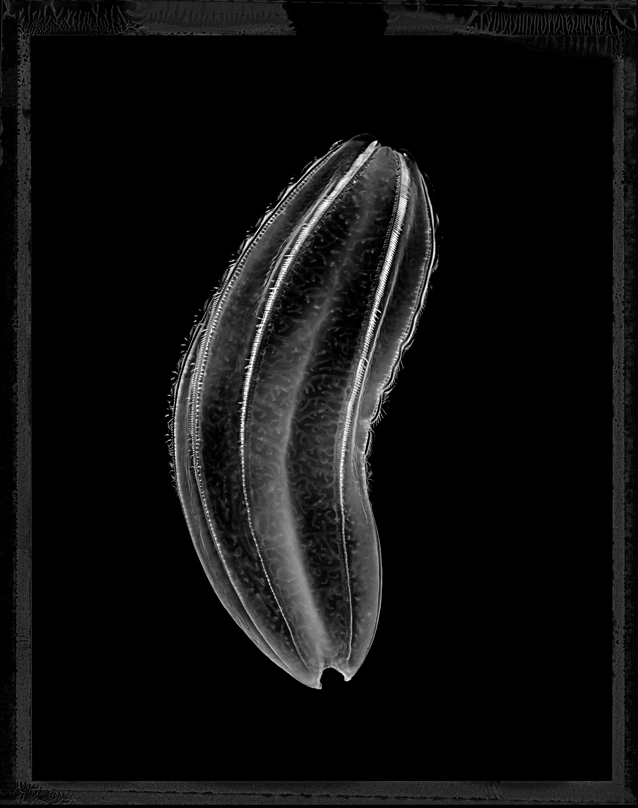 Jan C Schlegel- Medusa Project-06.JPG