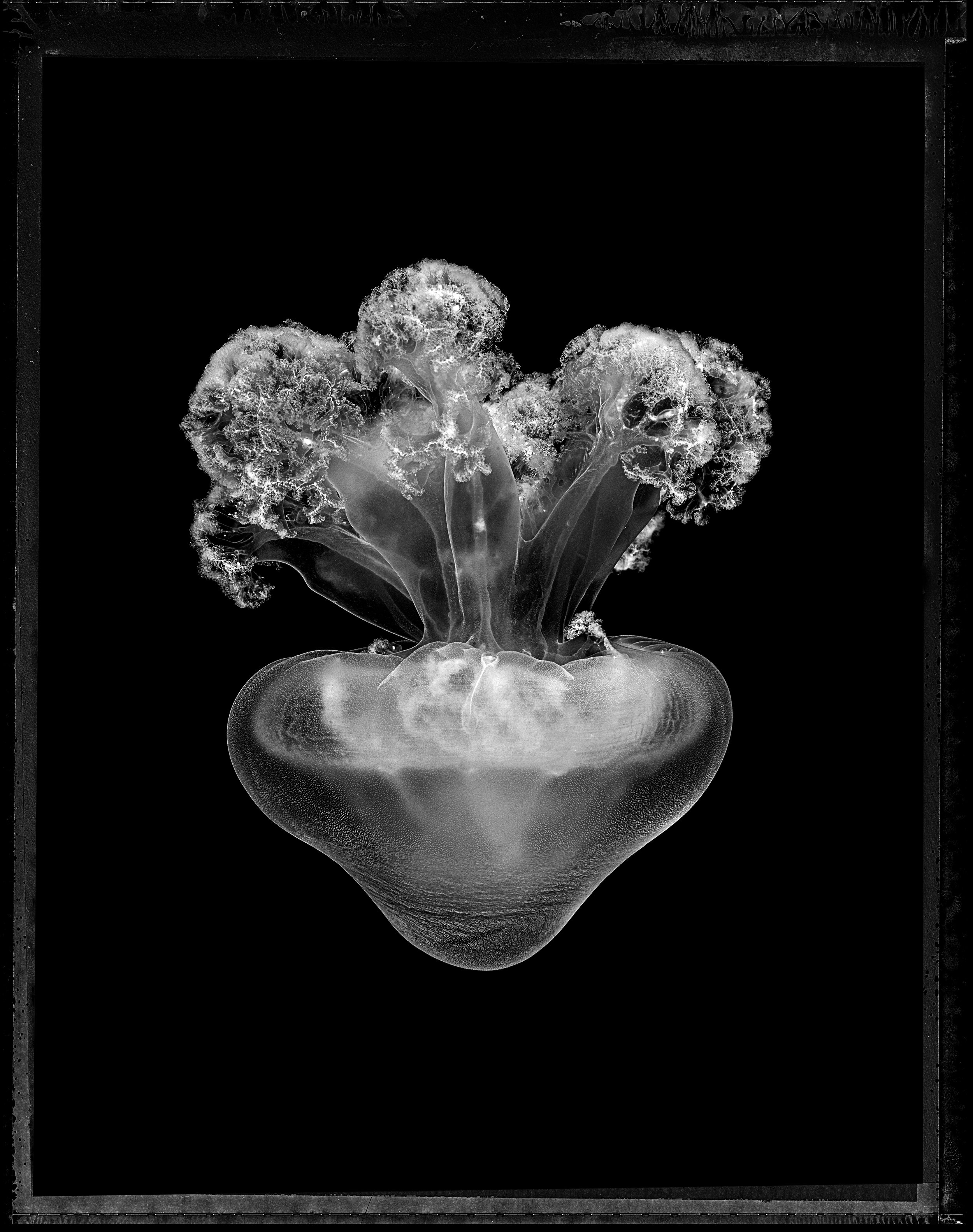 Jan C Schlegel- Medusa Project-09.JPG