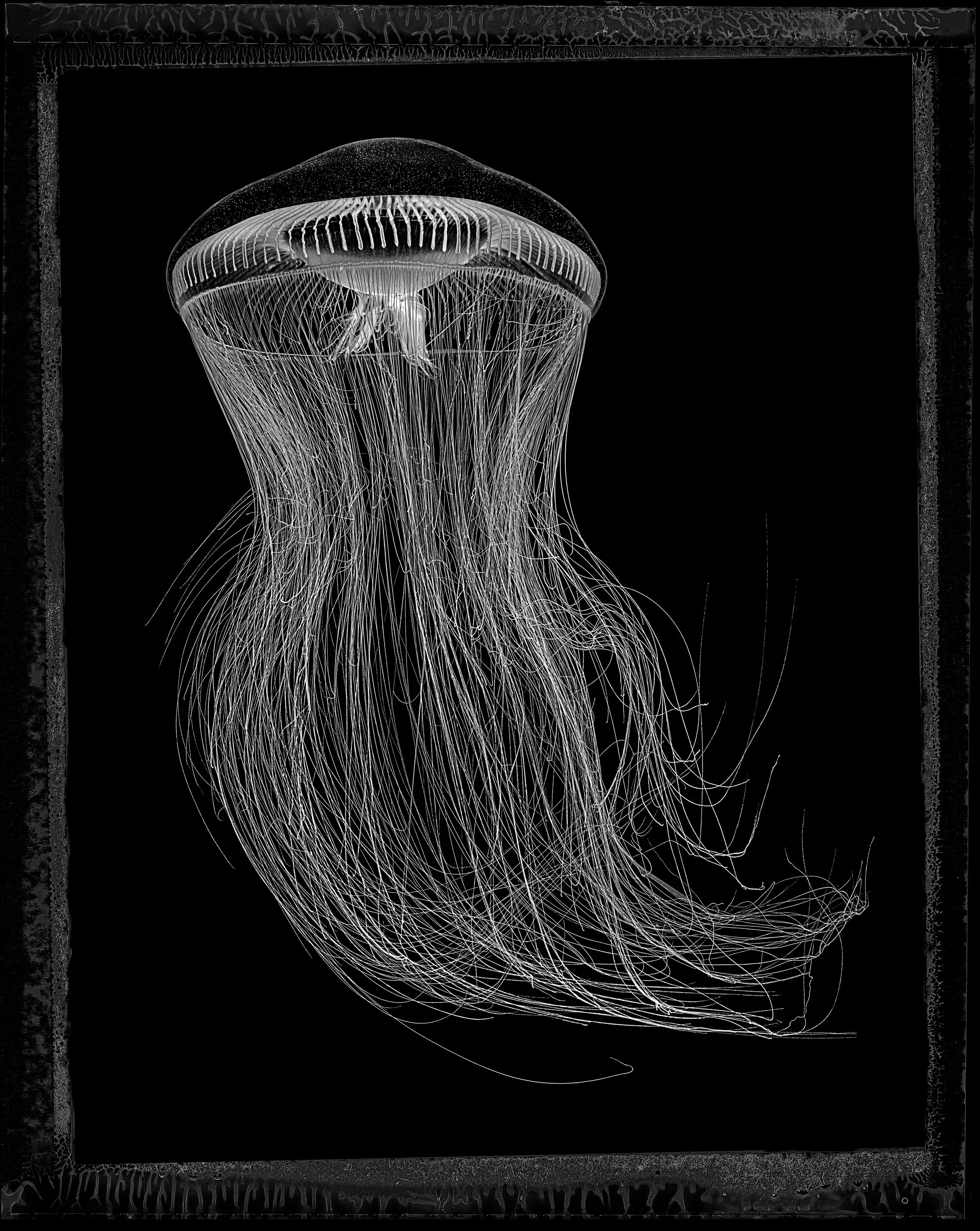 Jan C Schlegel- Medusa Project-10.JPG