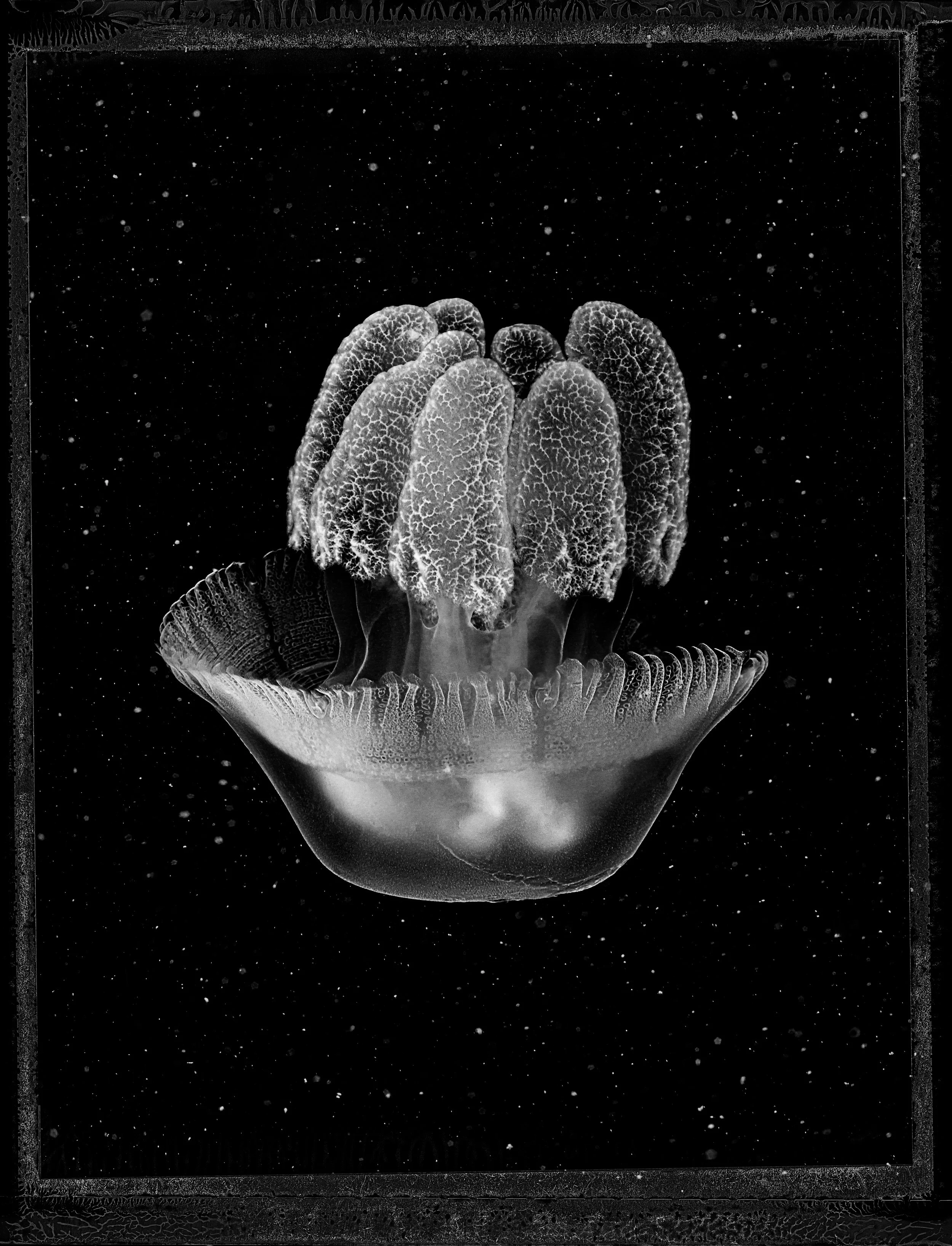 Jan C Schlegel- Medusa Project-12.JPG