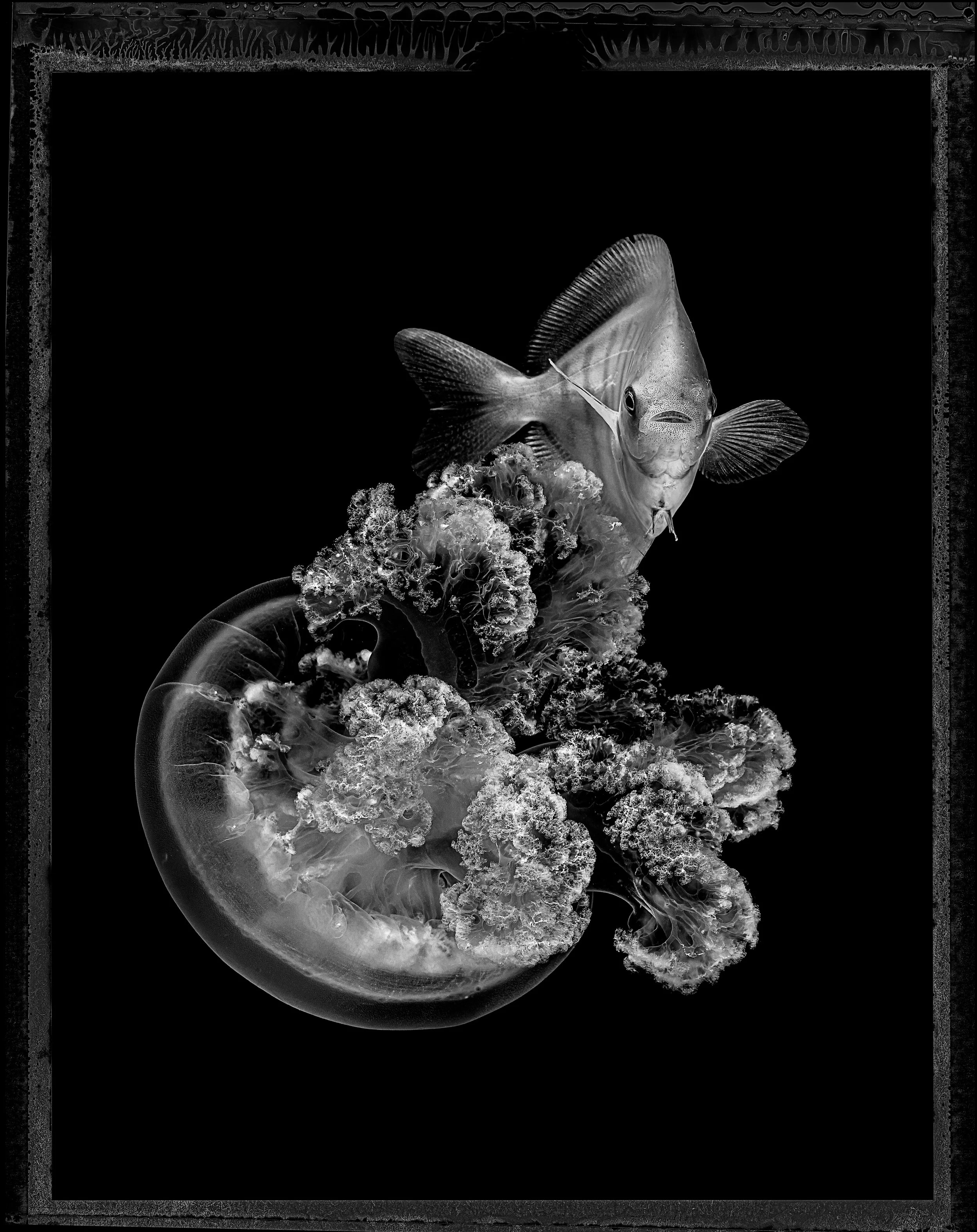 Jan C Schlegel- Medusa Project-15.JPG