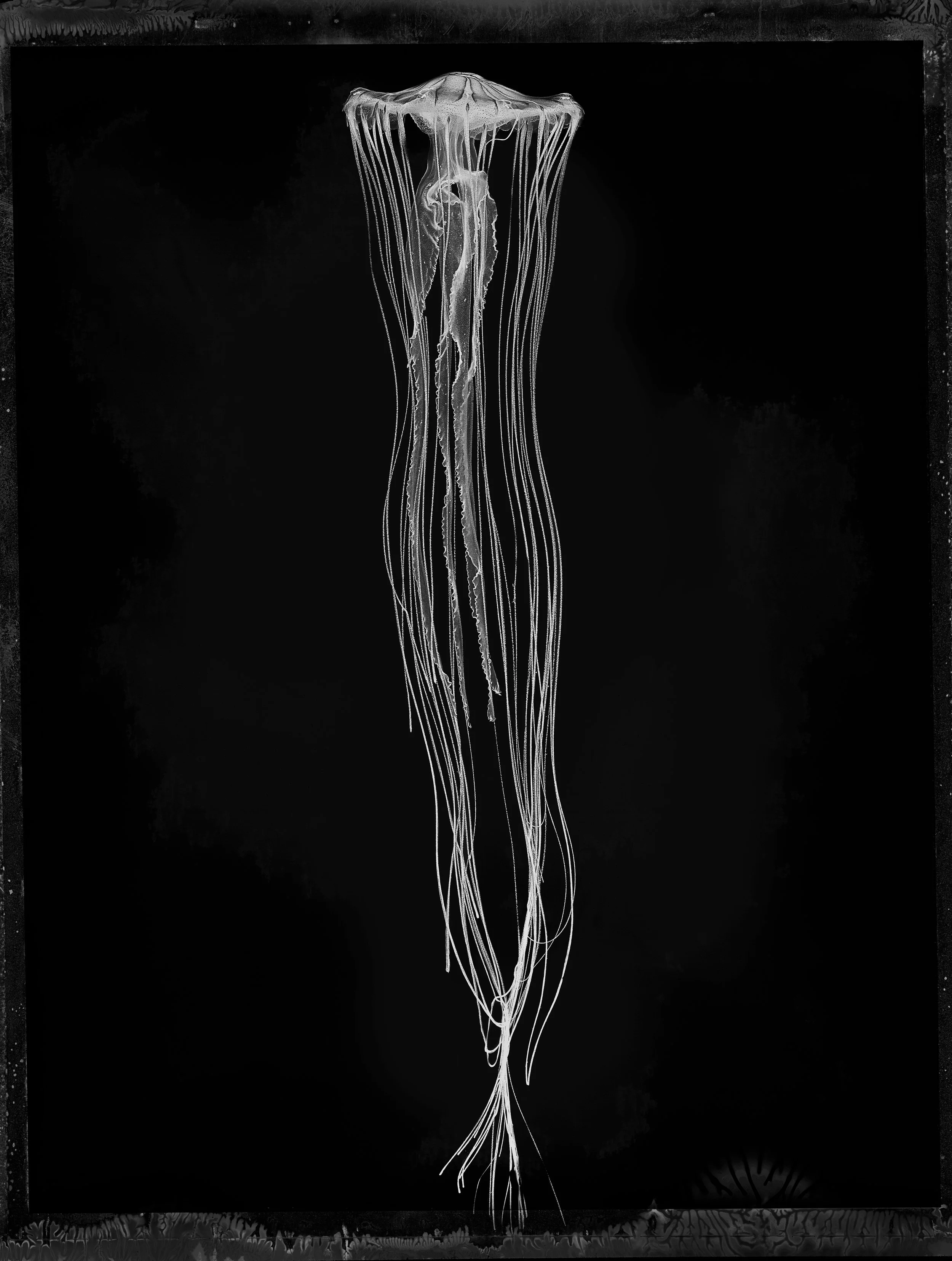 Jan C Schlegel- Medusa Project-16.JPG