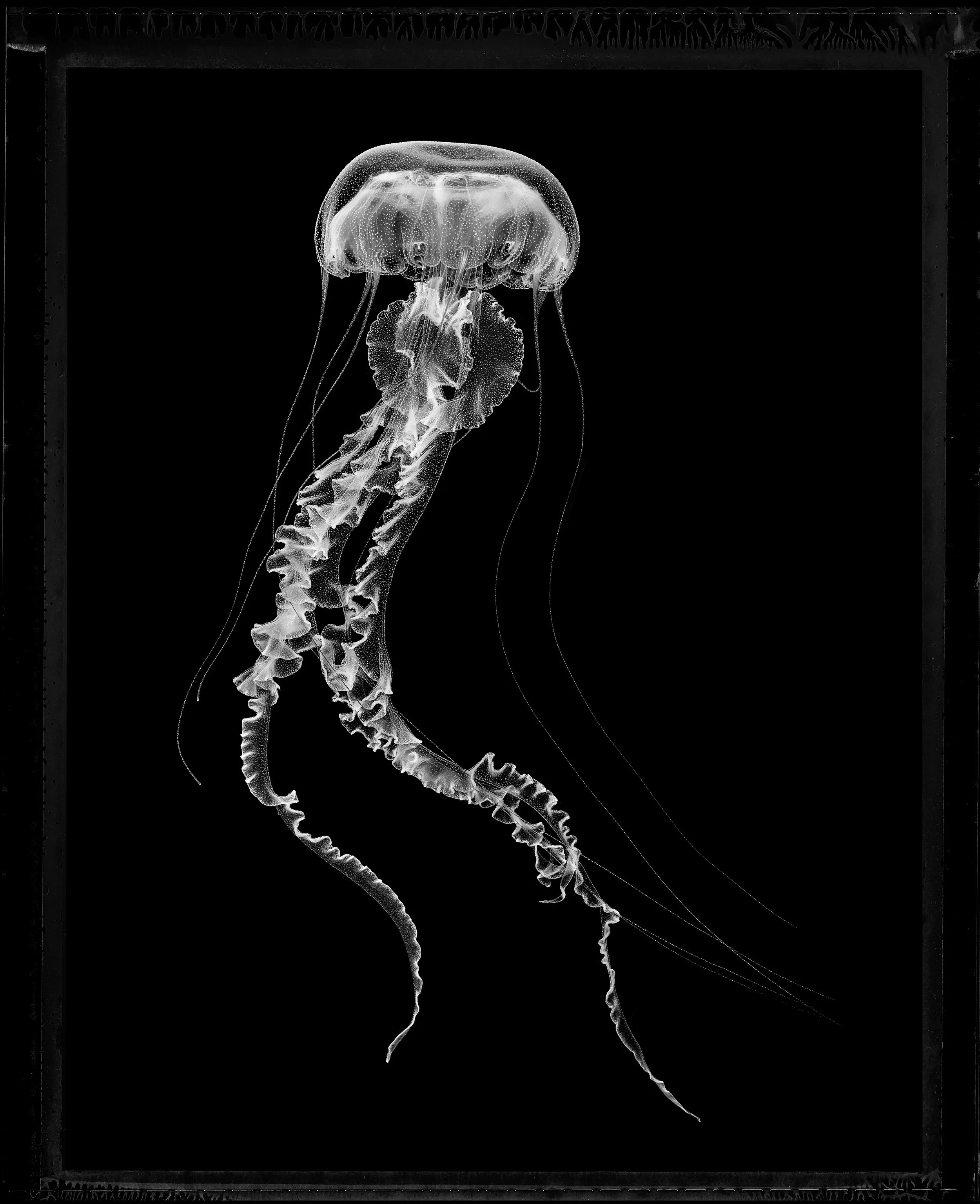 Jan C Schlegel- Medusa Project-19.JPG