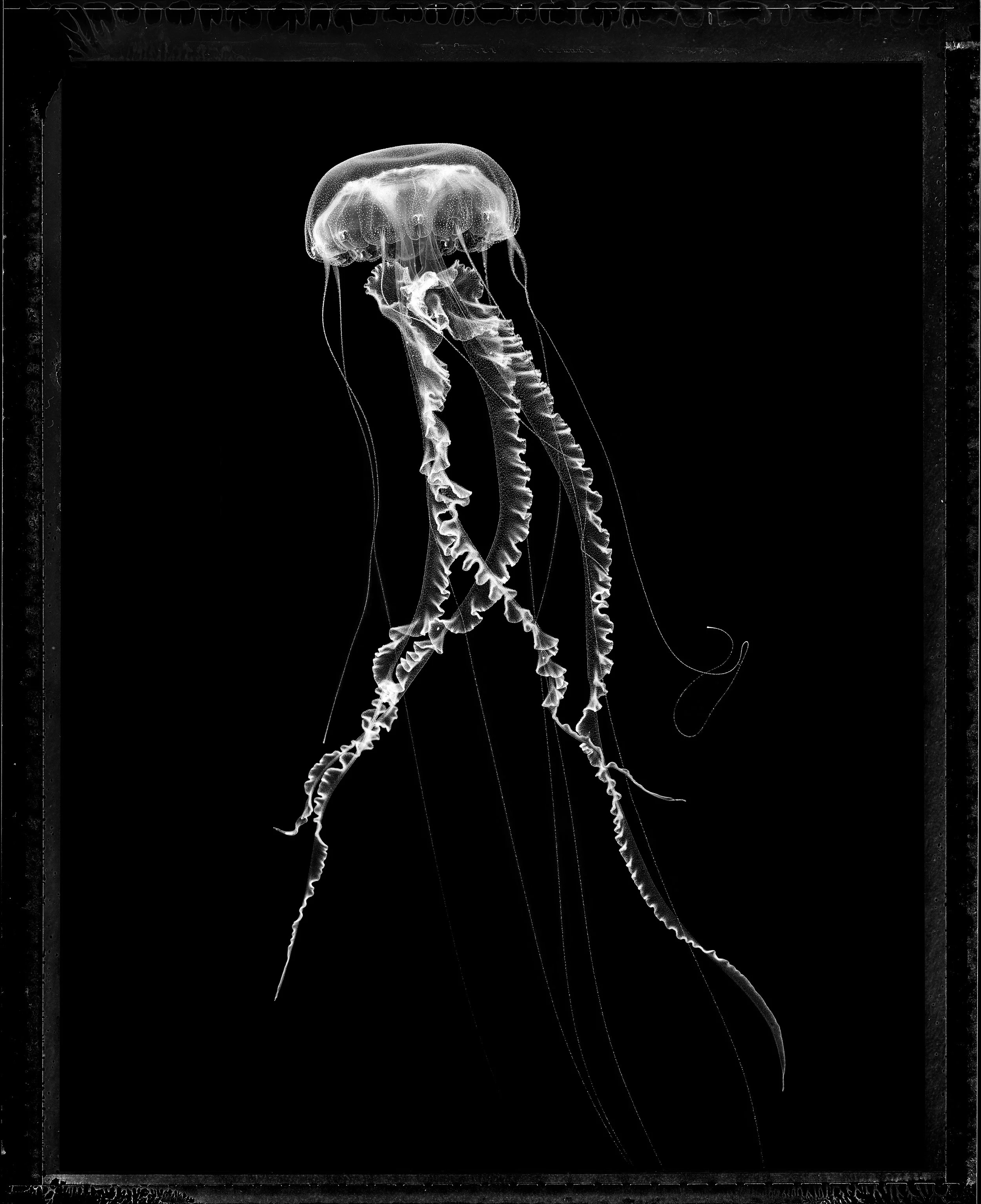 Jan C Schlegel- Medusa Project-20.JPG