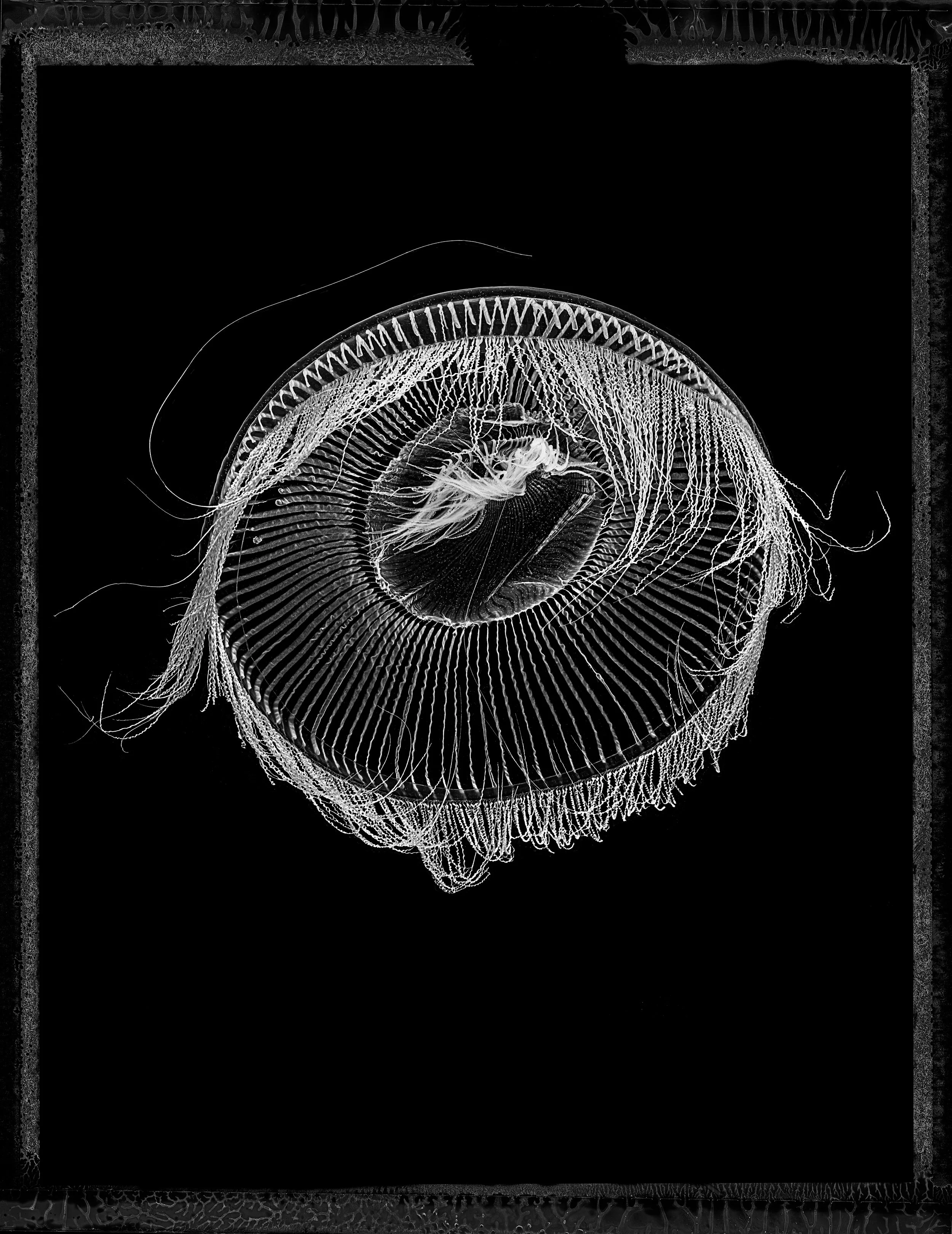 Jan C Schlegel- Medusa Project-21.JPG