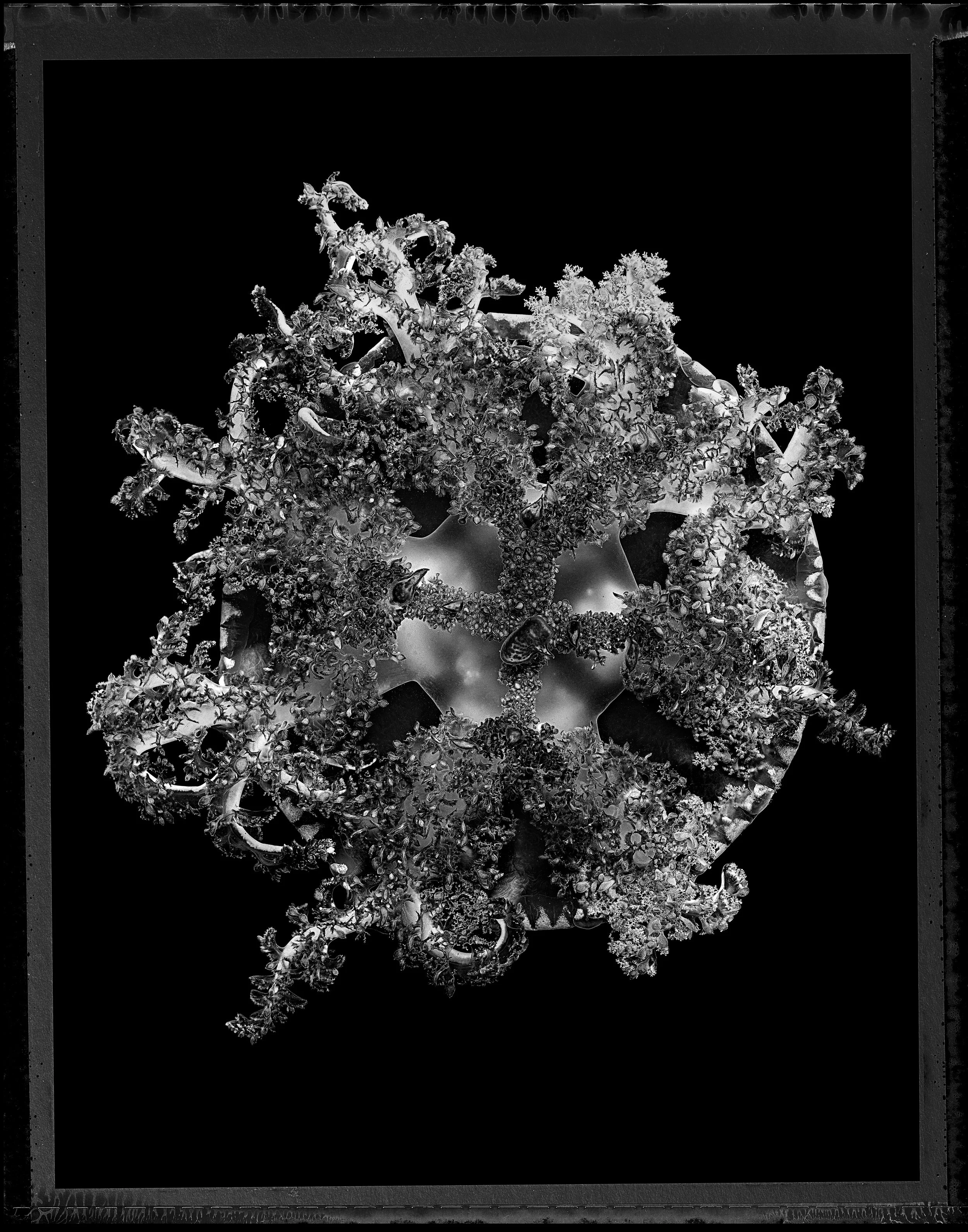 Jan C Schlegel- Medusa Project-22.jpg