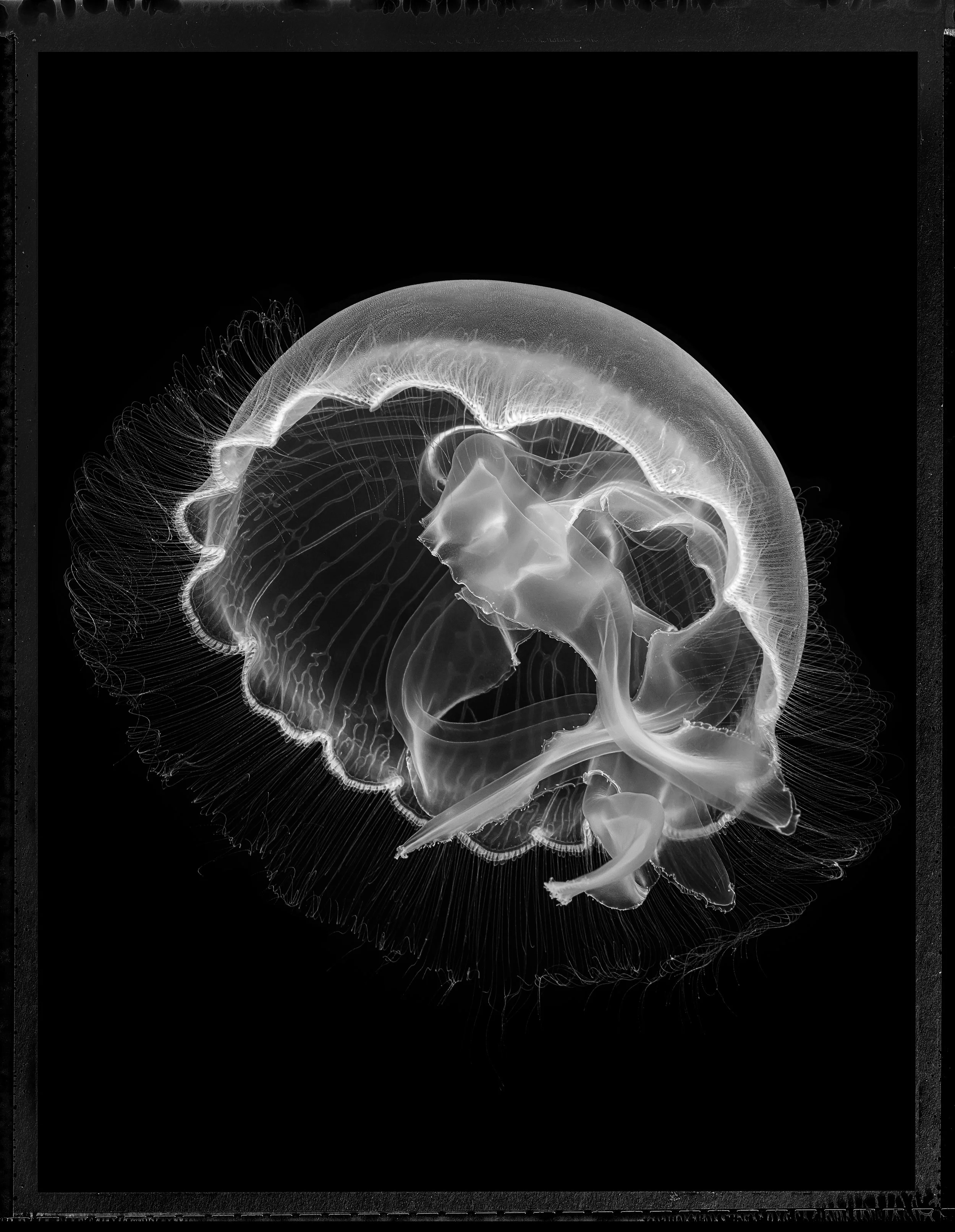 Jan C Schlegel- Medusa Project-23.jpg