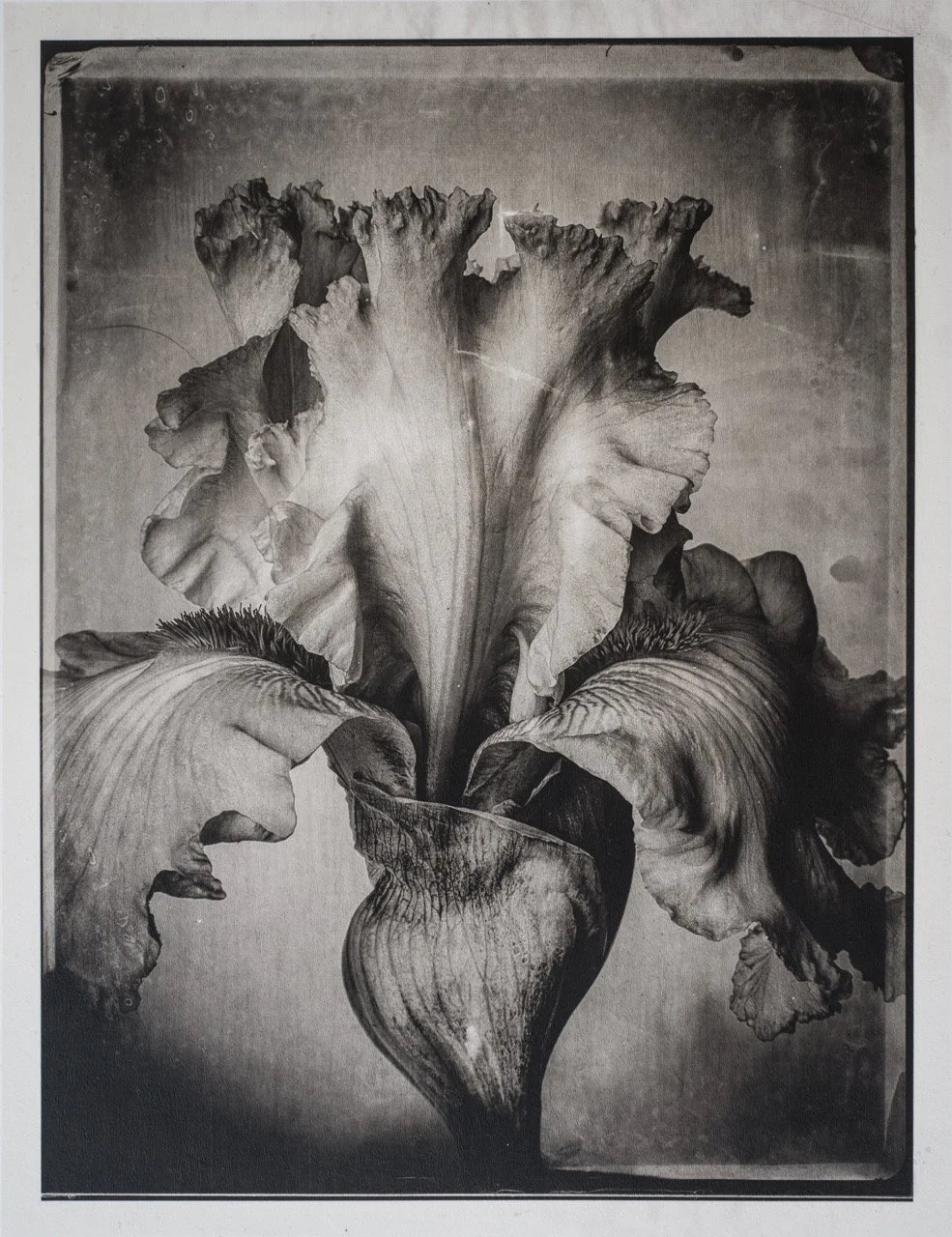 Jan C Schlegel - Herbarium -16 Large.jpeg