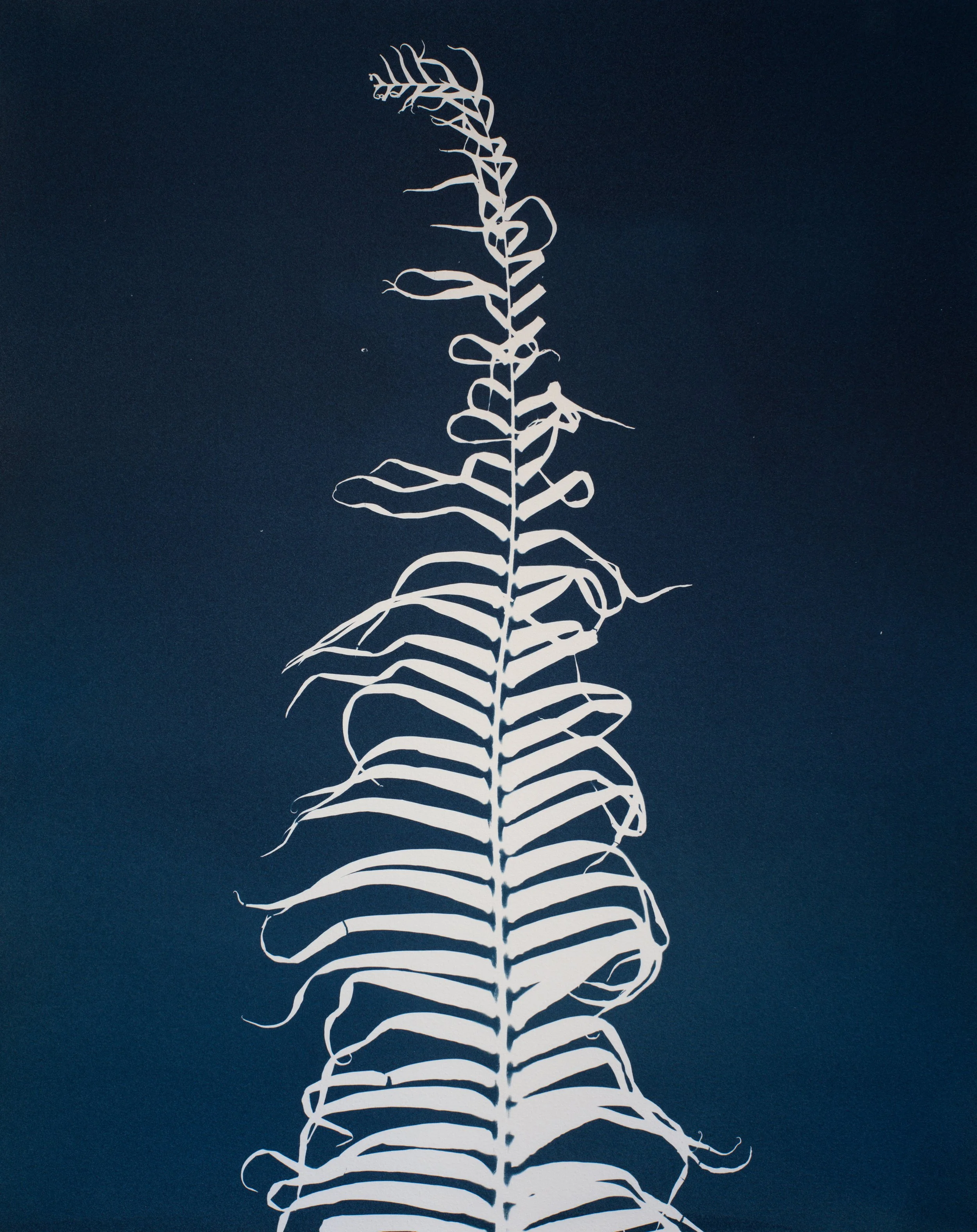 (C) JAN C SCHLEGEL - UNFURLING - 5.jpg