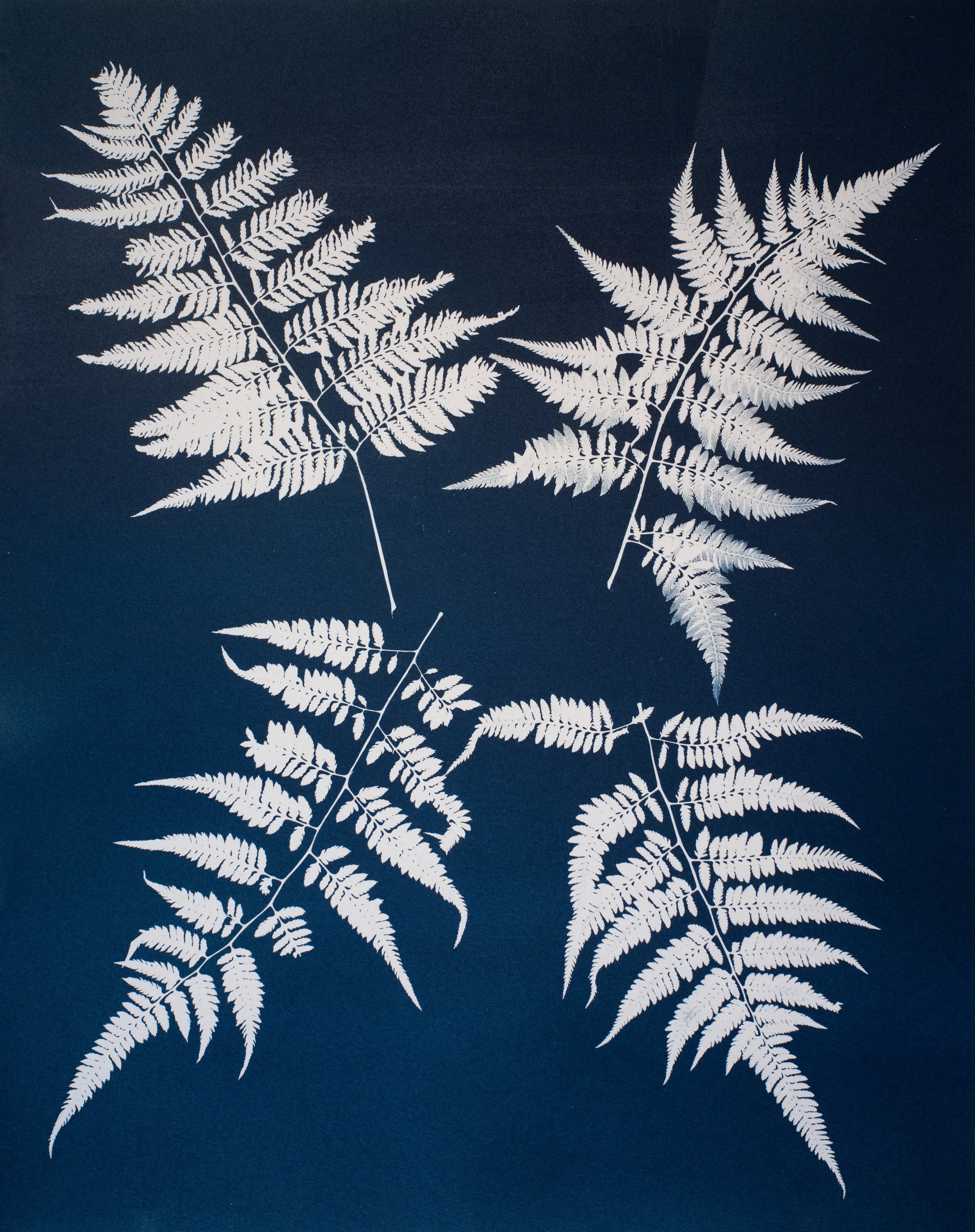 (C) JAN C SCHLEGEL - UNFURLING - 12.jpg
