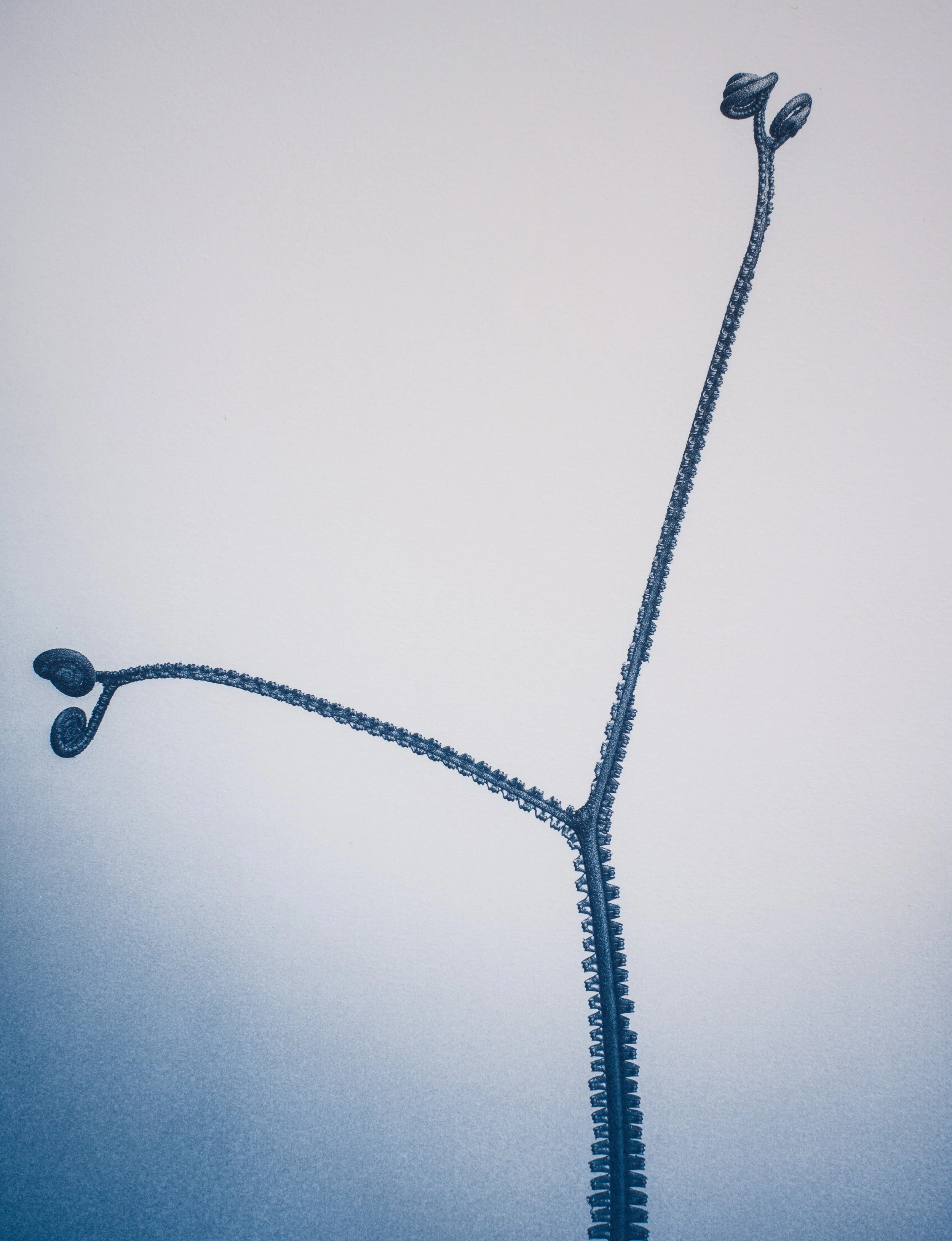 Unfurling
Portraits of Becoming Plate 1